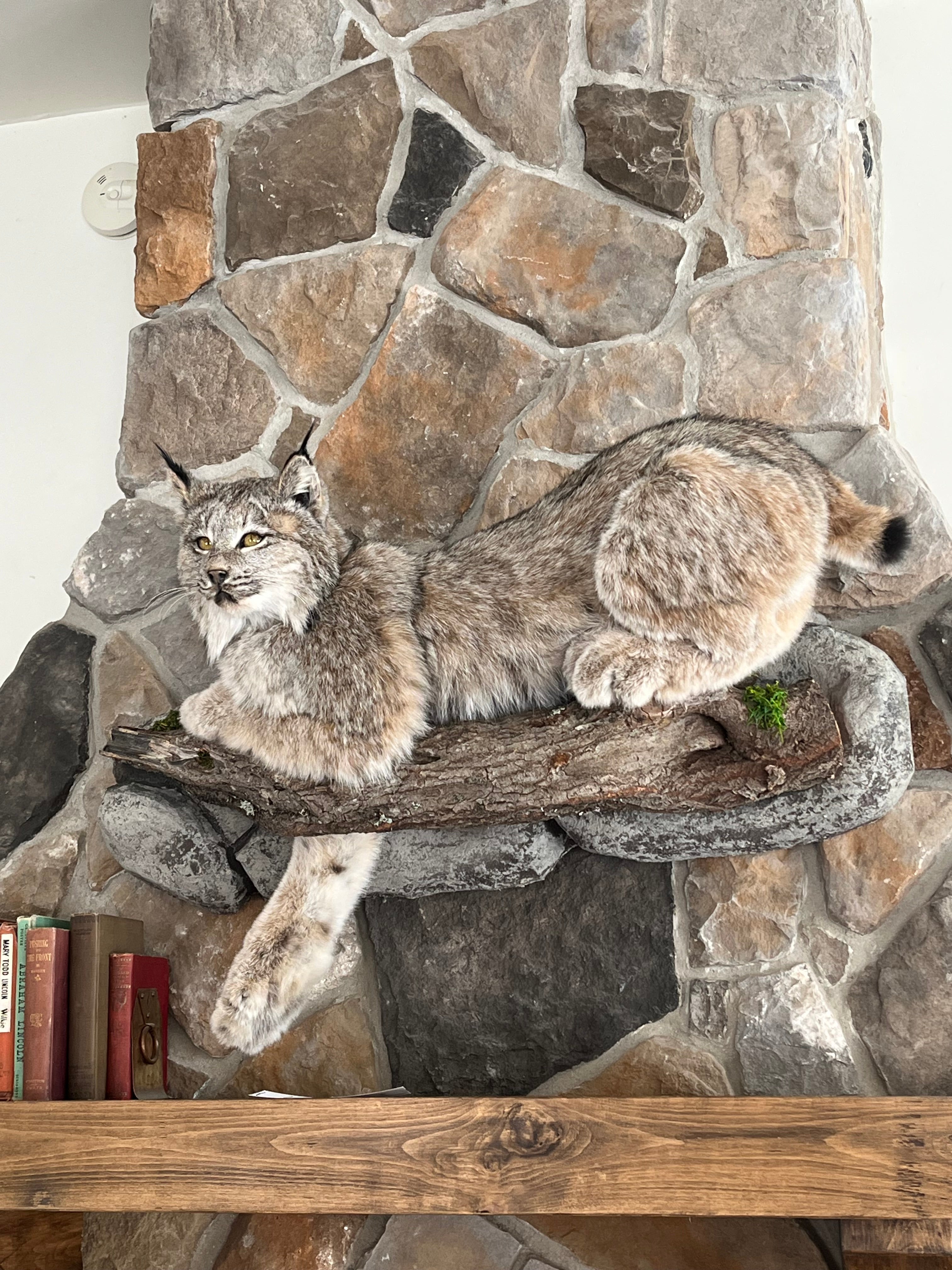 FHWL30 - Alaskan Lynx Taxidermy Full Body Mount Prime Fur