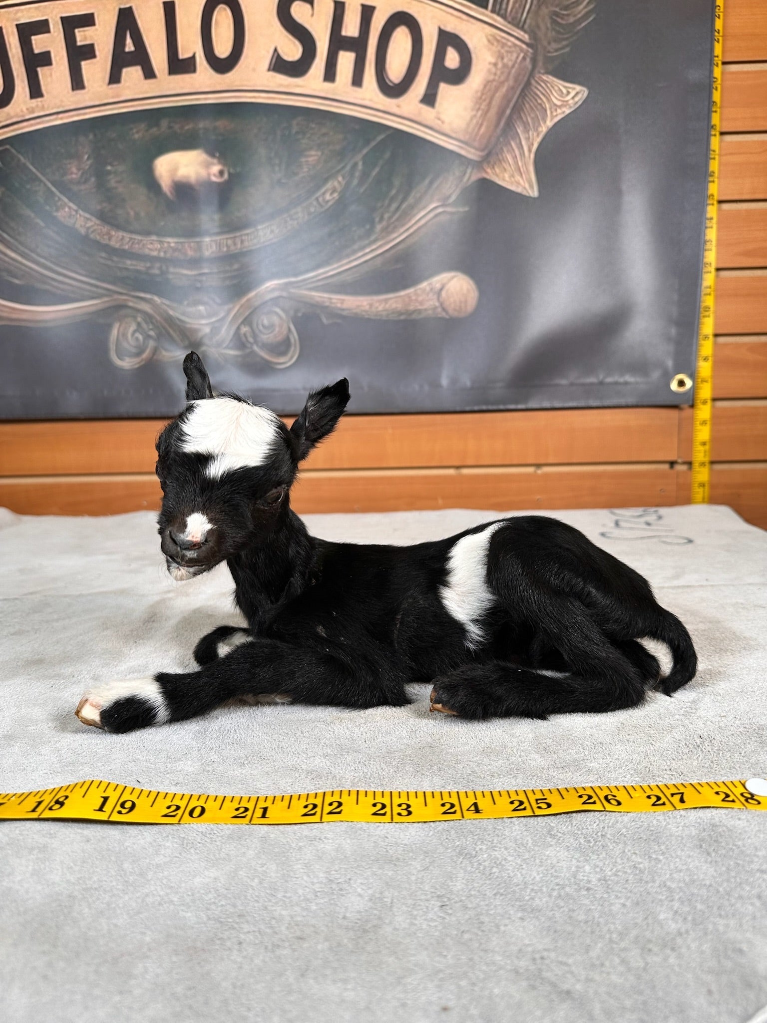 FHGOAT6- Baby goat tiny taxidermy mount free standing