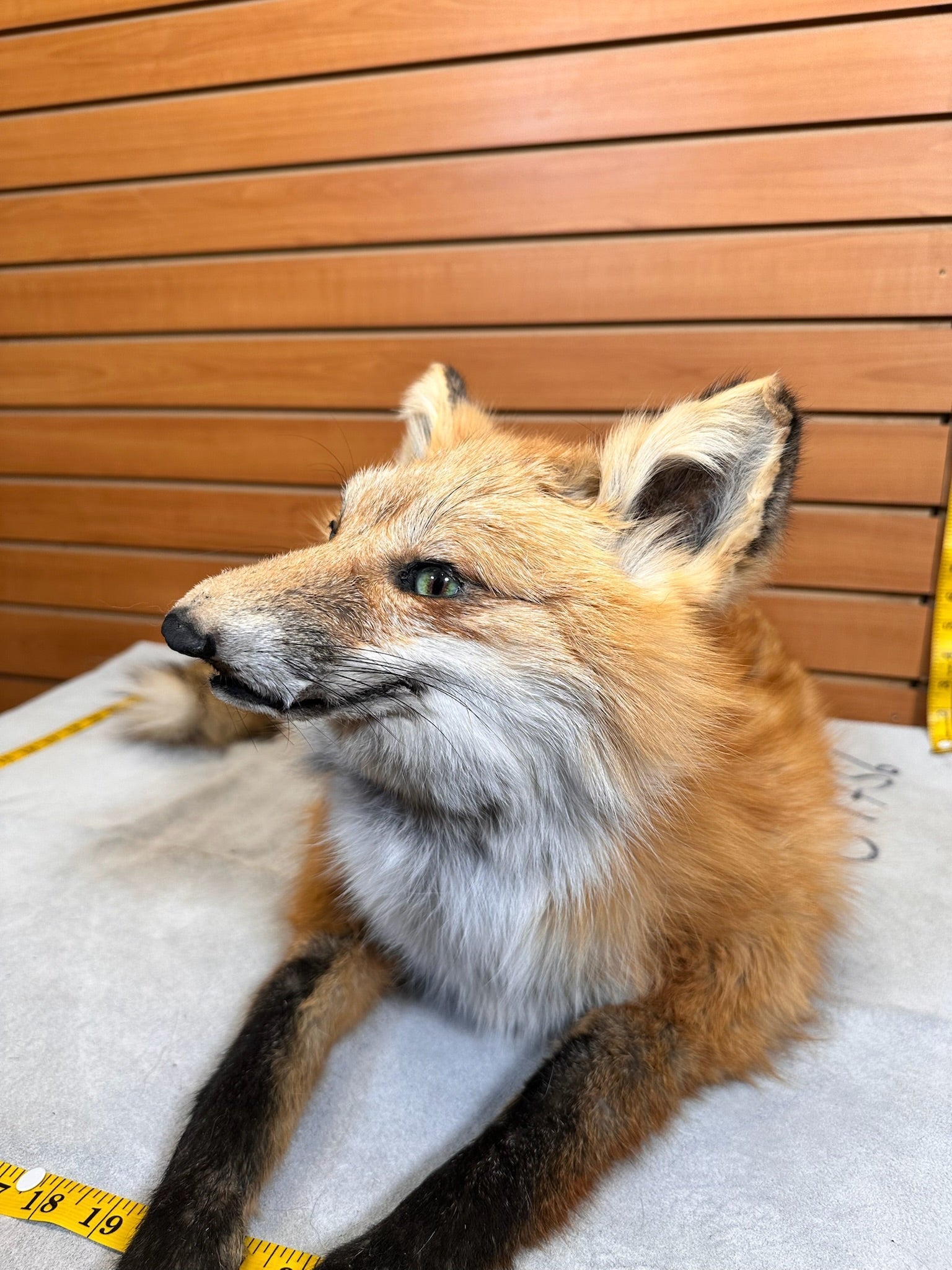 FHFOX13-Red Fox Taxidermy Full Body Mount Prime Fur