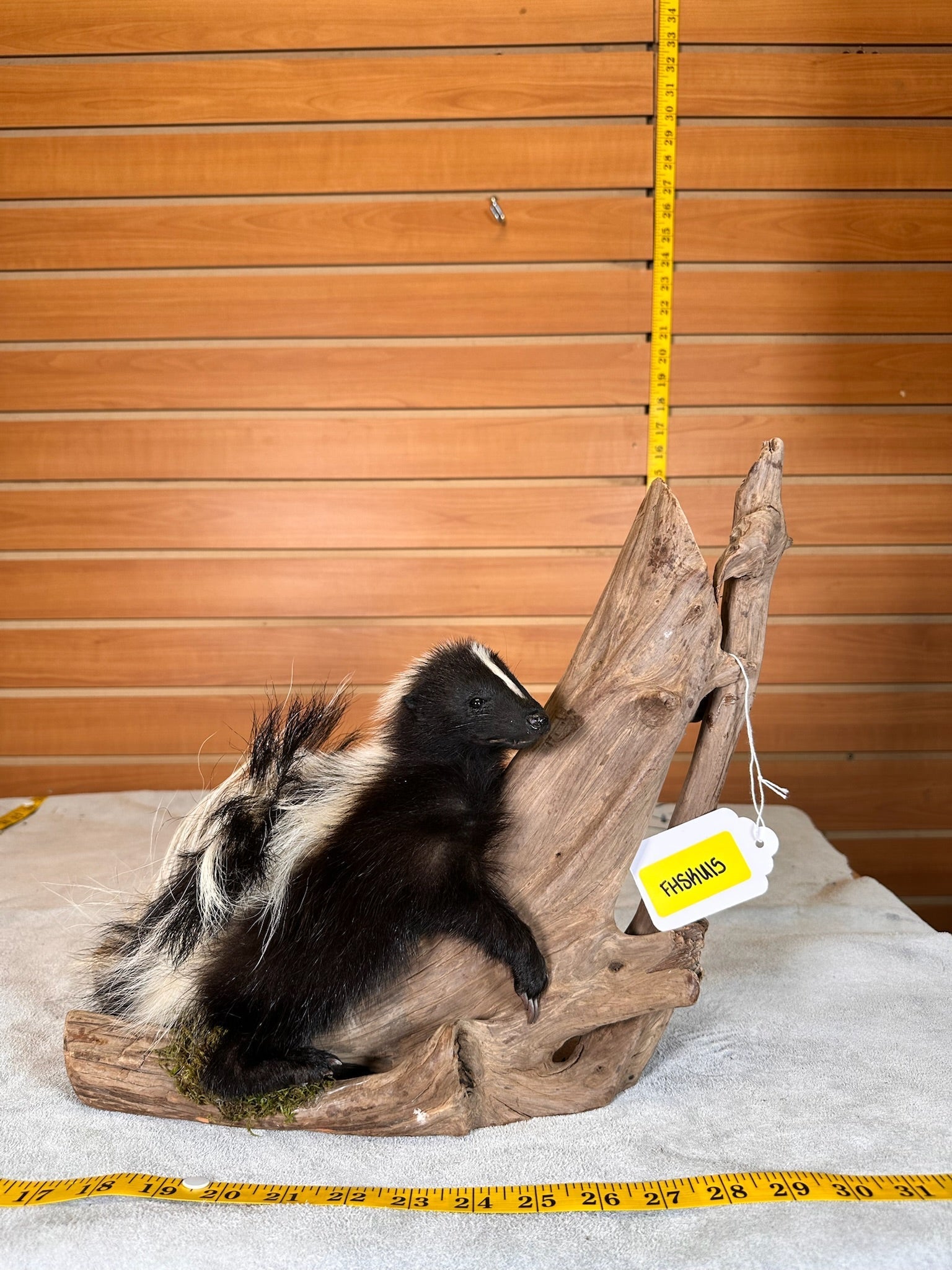 FHSKU15- baby Skunk taxidermy mount
