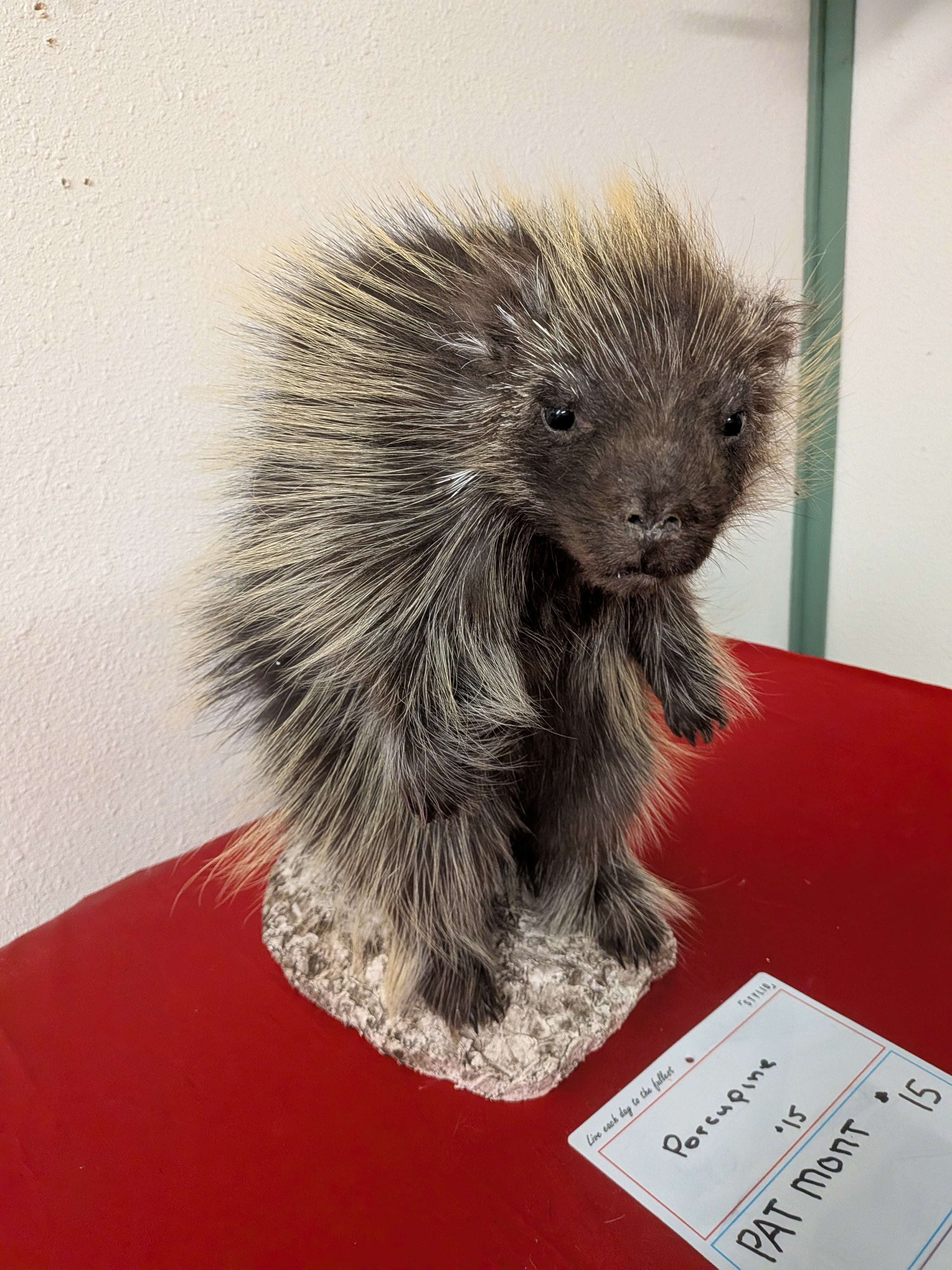 FHPAT15- Beautiful Montana Prime Winter Porcupine Full Taxidermy Mount