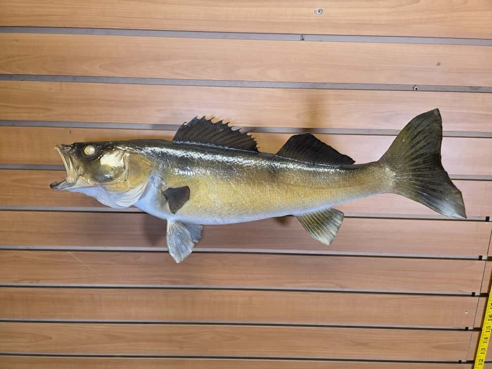 FHCM32 - 25” real skin walleye taxidermy mount