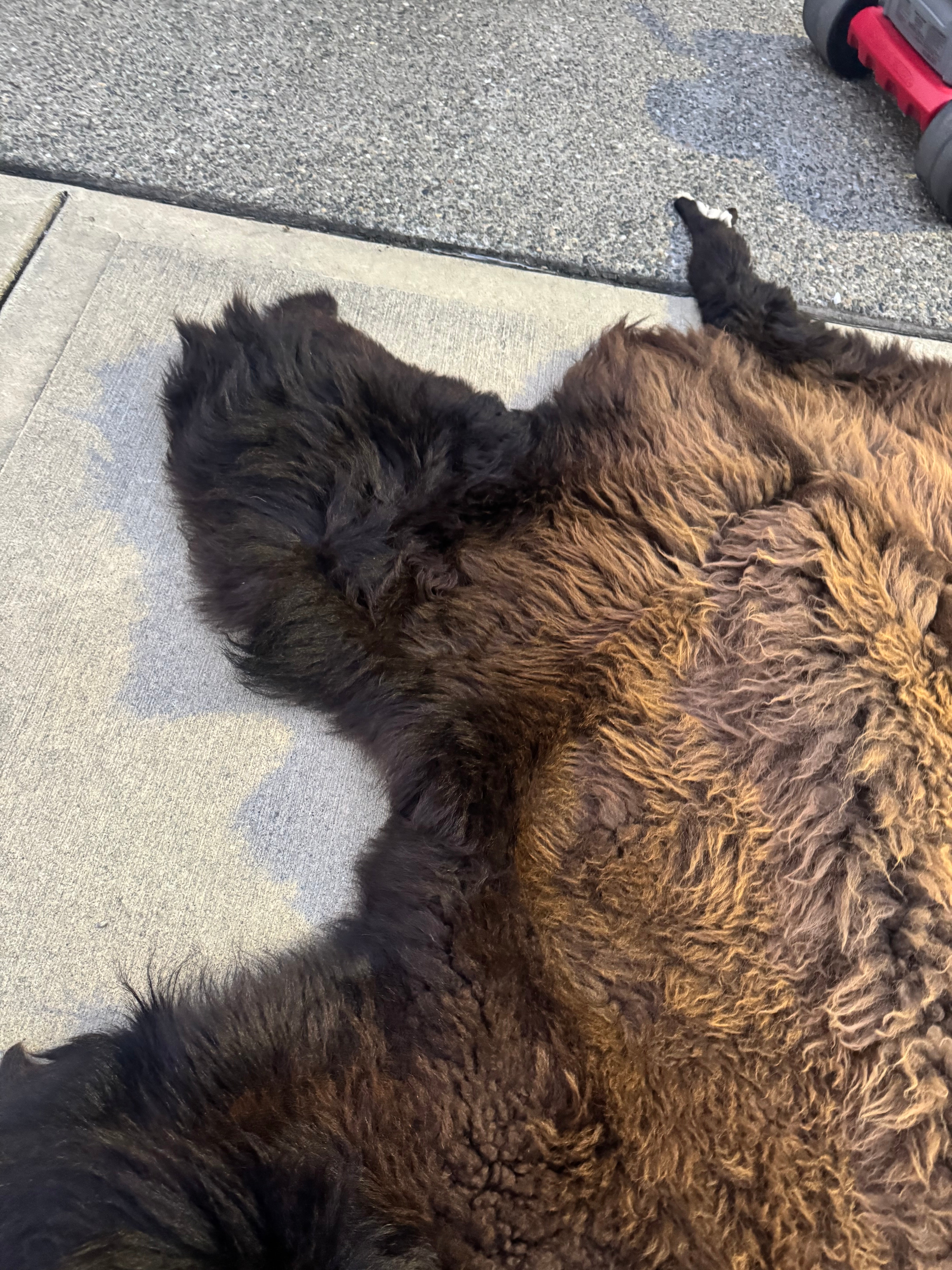 FHWA556 - XXL premium Prime Real Buffalo / Bison Fresh Taxidermy Rug Hide