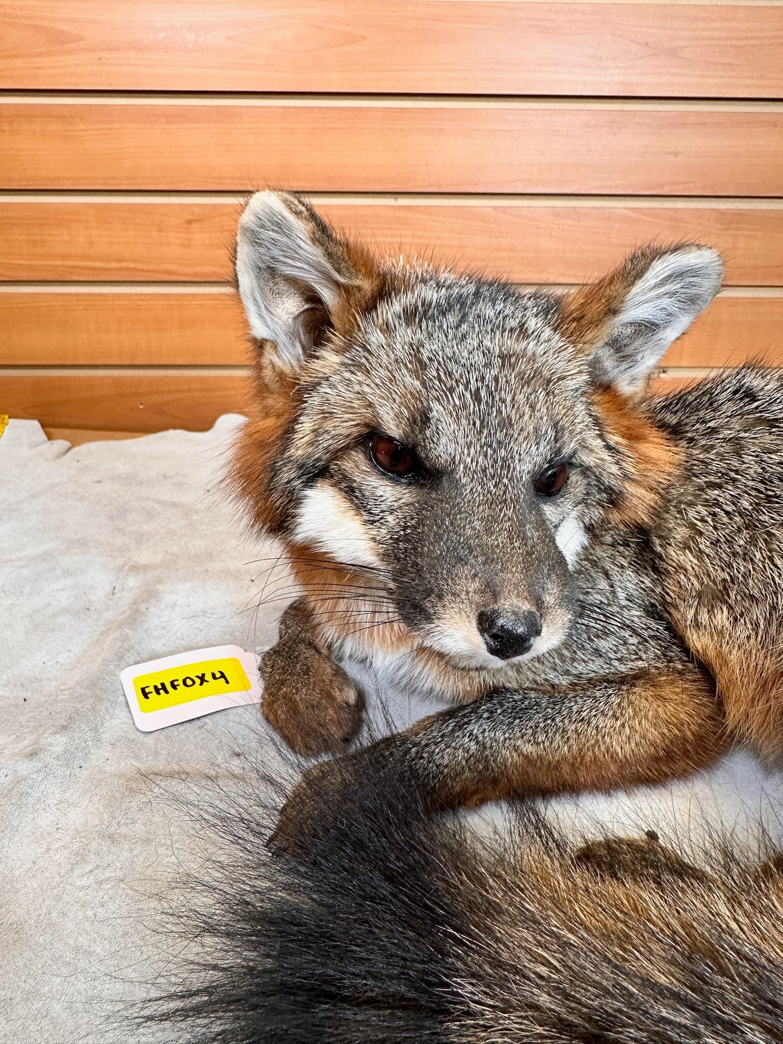 FH235-Grey Fox Taxidermy Full Body Mount Prime Fur