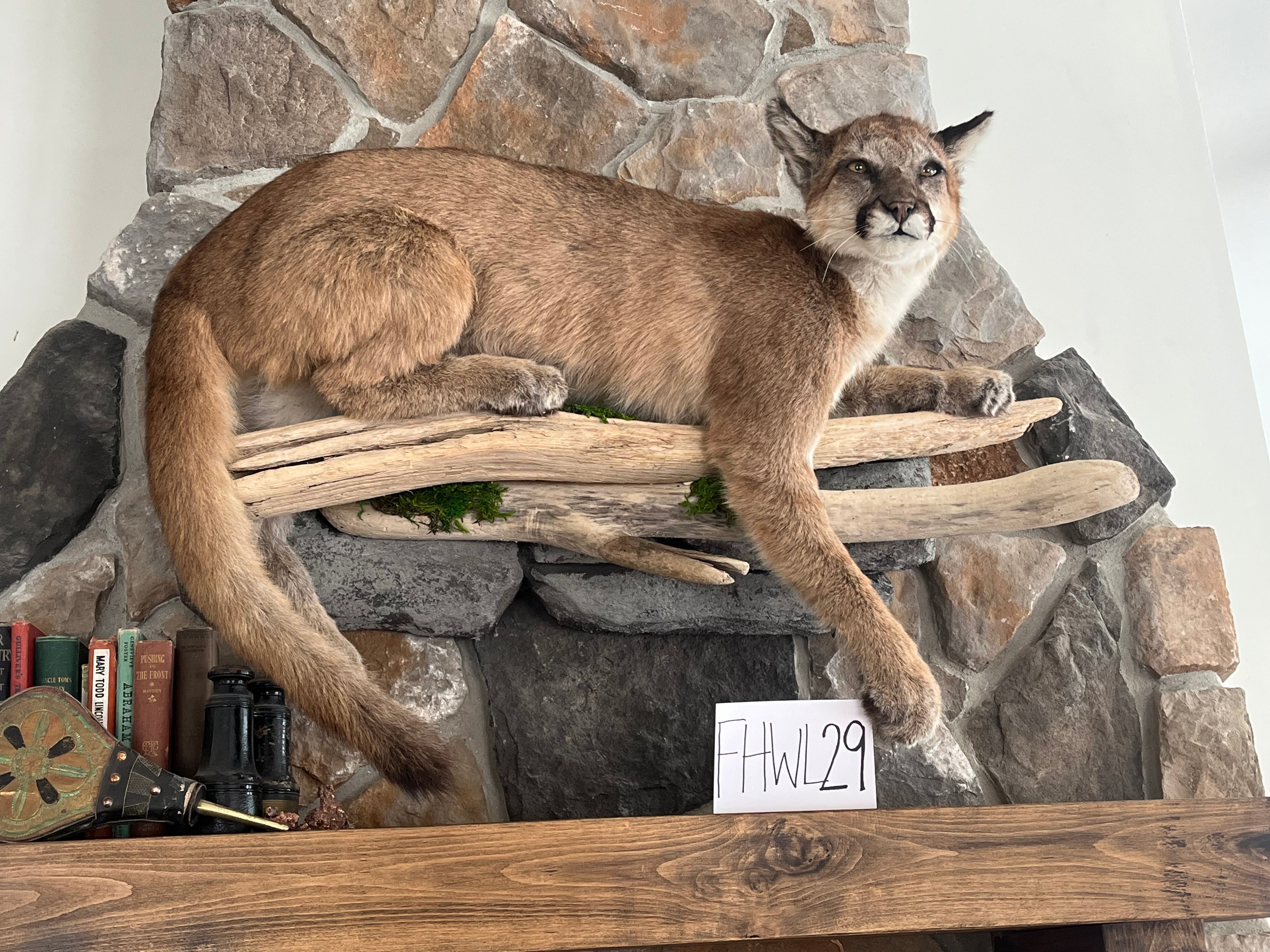 FHWL29 - Cougar Lifesize Taxidermy Mount