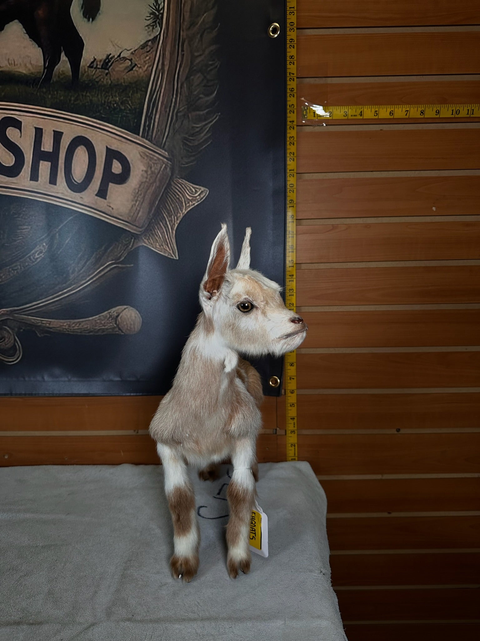 FHGOAT5- Baby goat tiny taxidermy mount free standing