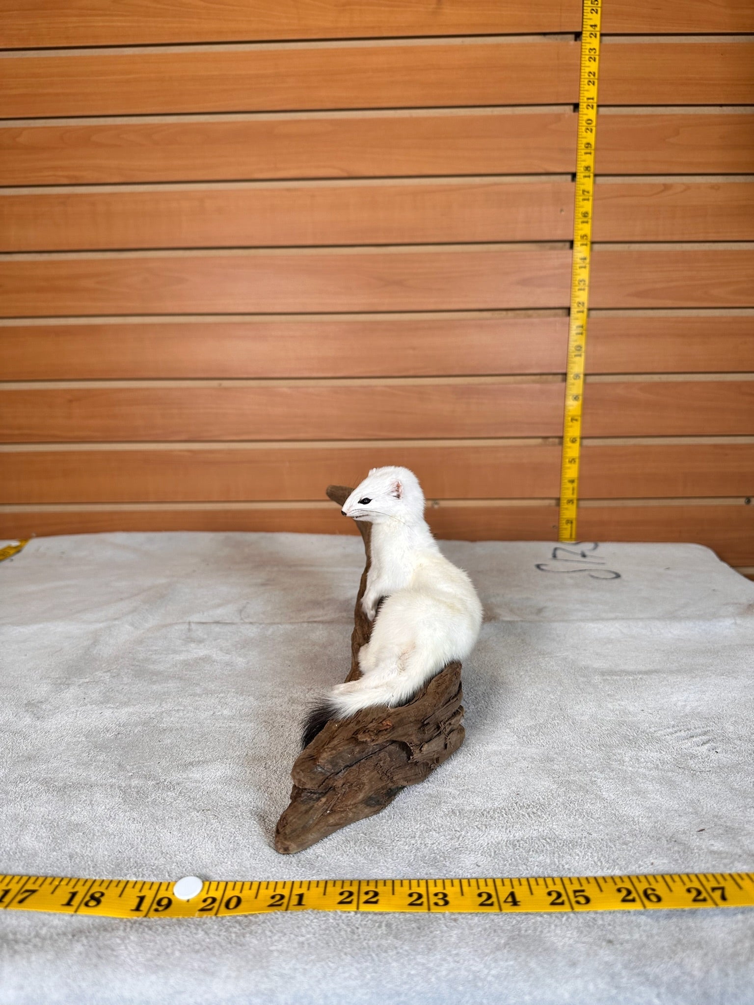 FHWEAS31 - Beautiful Adorable Weasel Ermine Small Animal Taxidermy