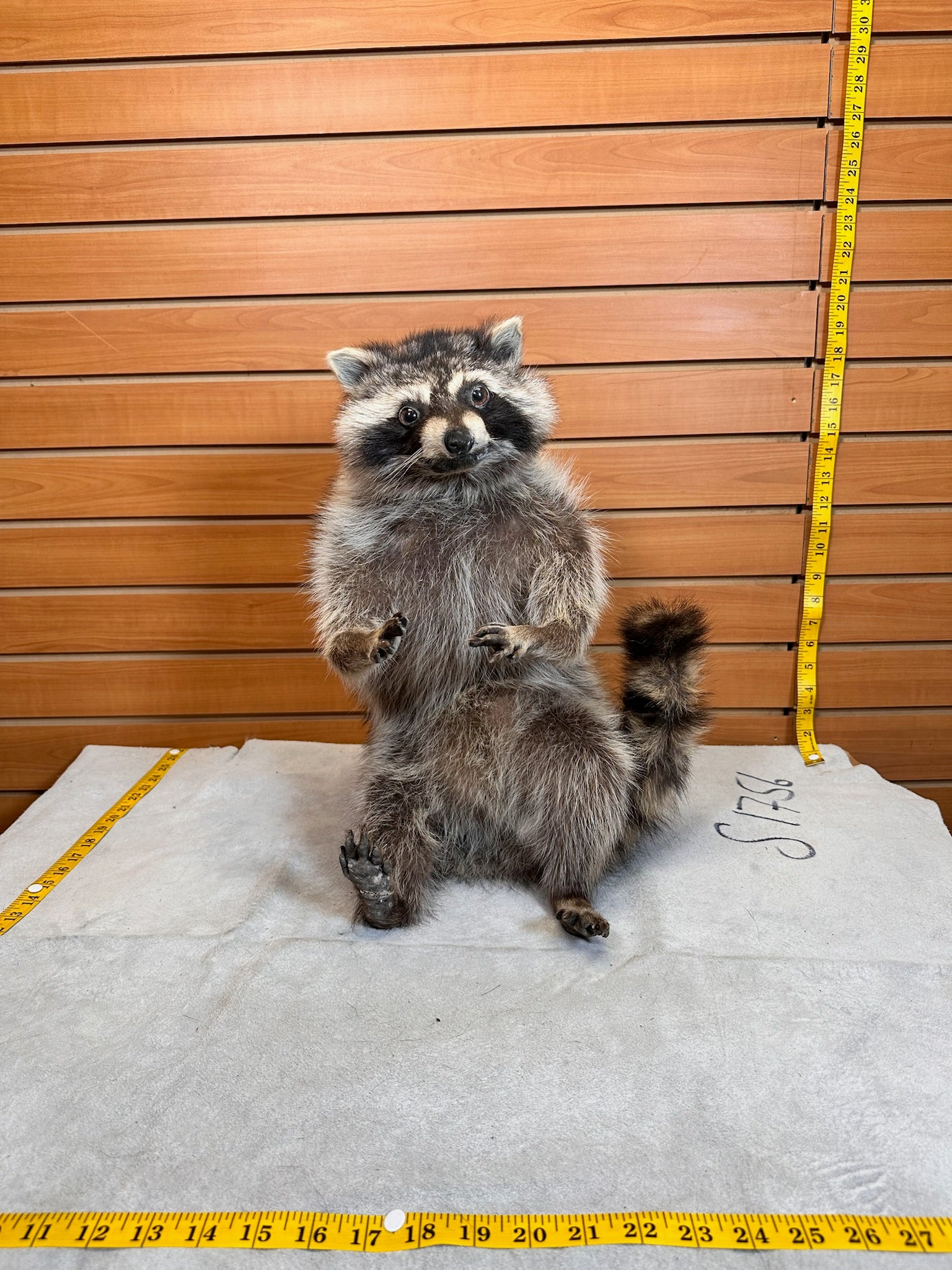 FHCOON7- raccoon taxidermy mount