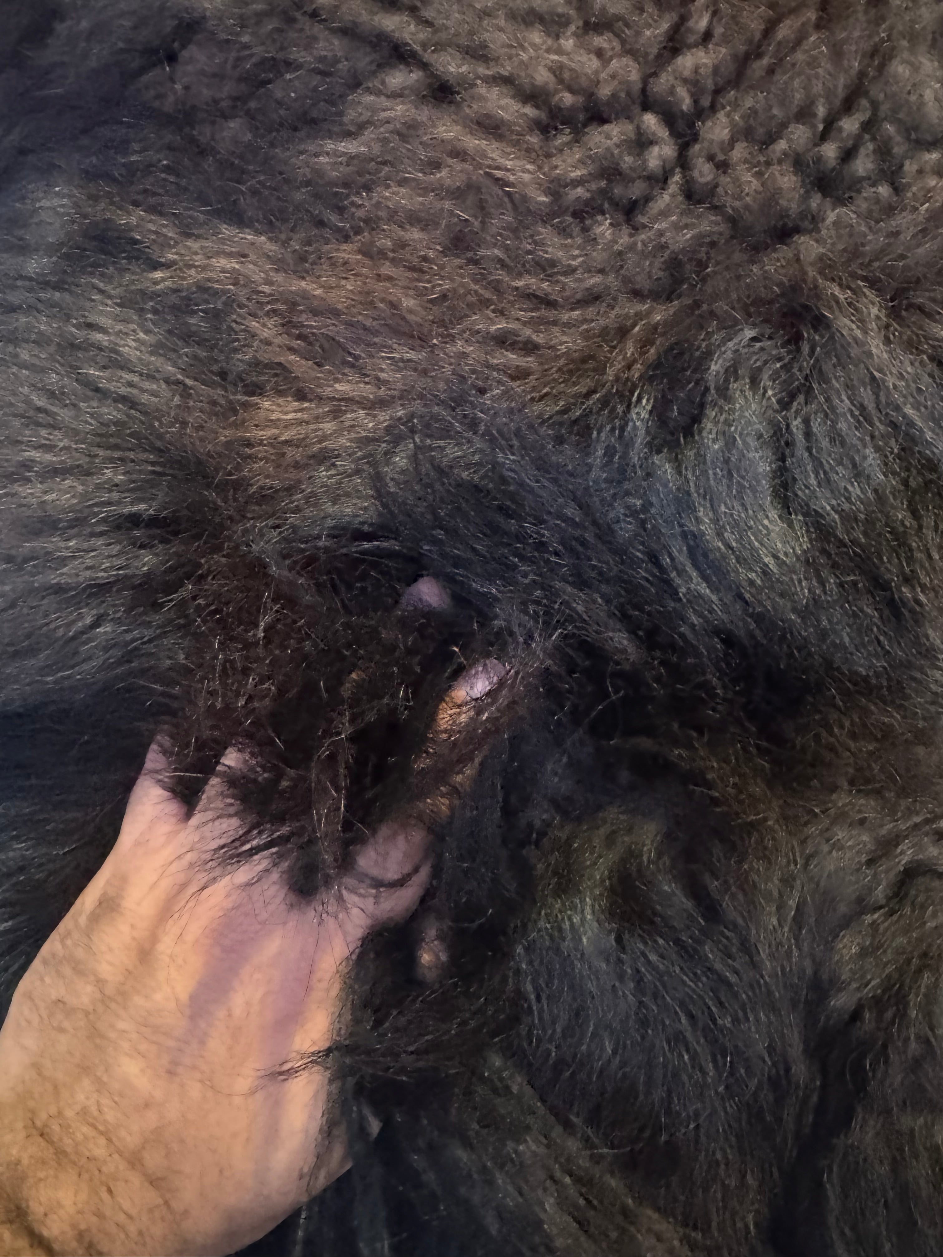 FHWA556 - XXL premium Prime Real Buffalo / Bison Fresh Taxidermy Rug Hide