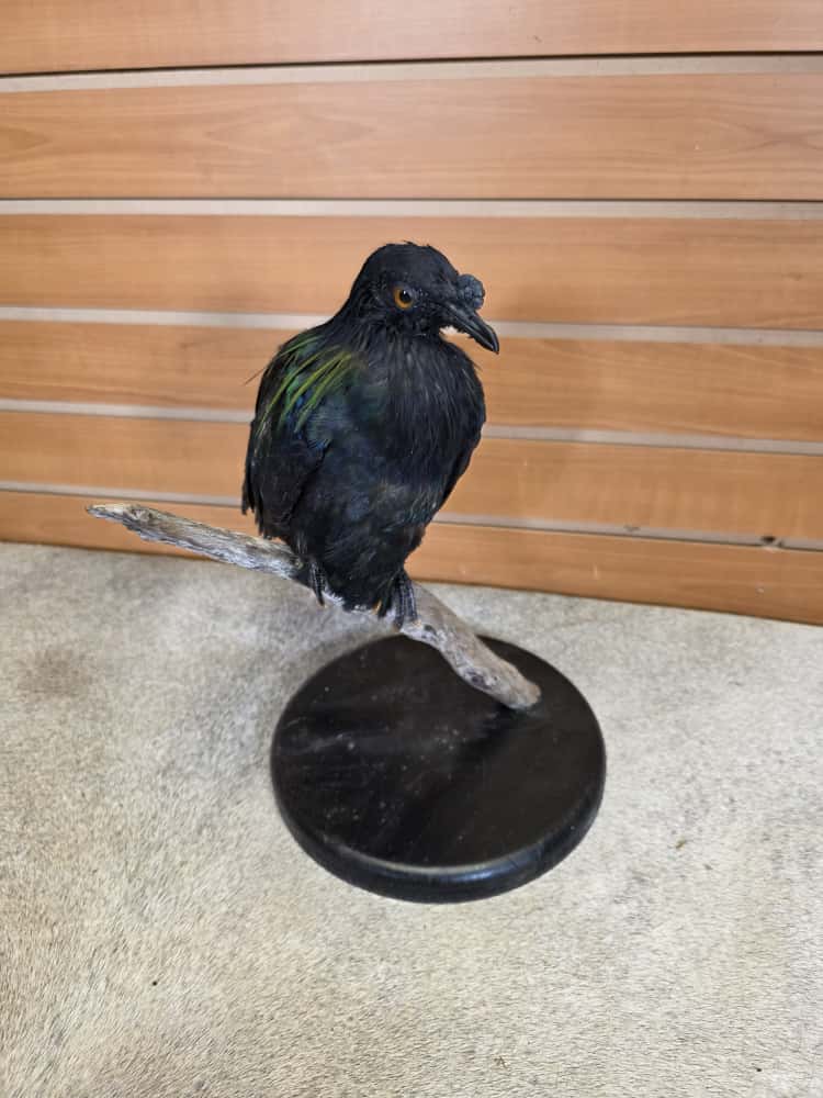 FHCM56 - Nicobar pigeon bird taxidermy mount