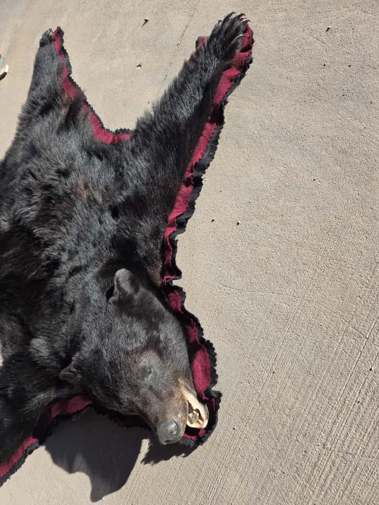 FHCM50 - premium Black Bear Rug Taxidermy