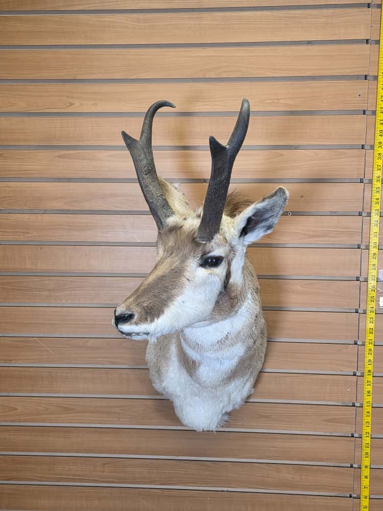 FHCM47 - Pronghorn Antelope Shoulder Mount Taxidermy