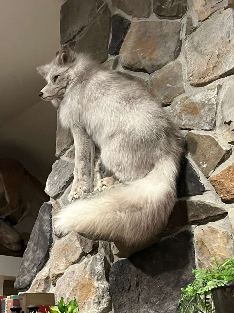 FHWL7 - White Cross Fox Taxidermy mount
