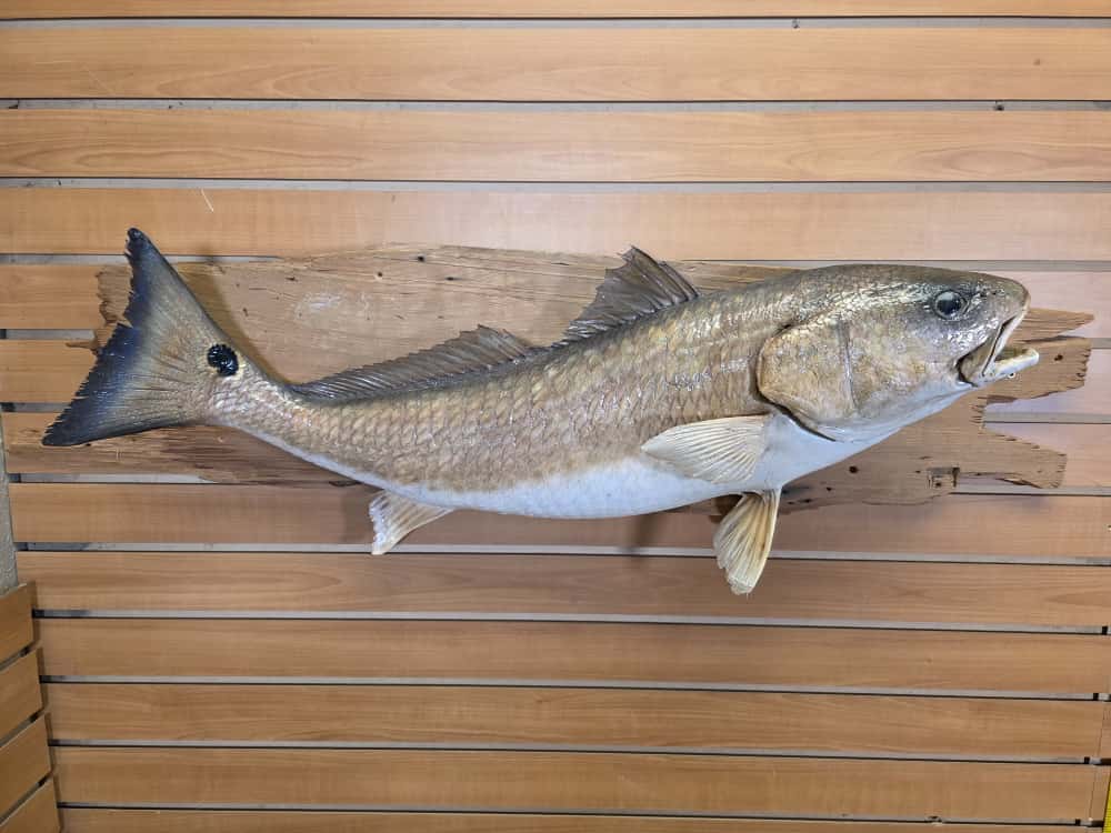 FHCM38 - 33" Red Fish Real Skin Fish Taxidermy