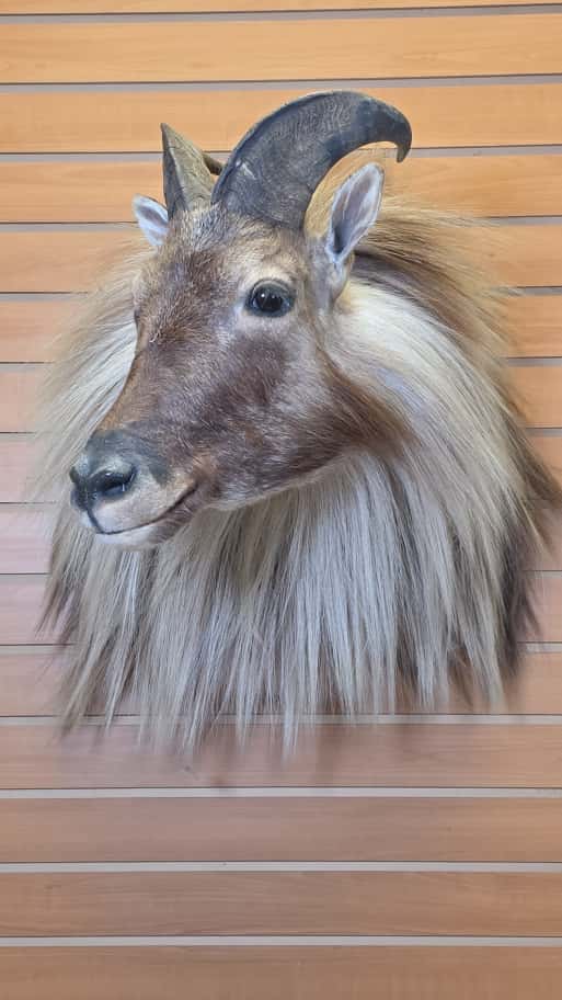 FHCM43 - Tahr taxidermy wall mount