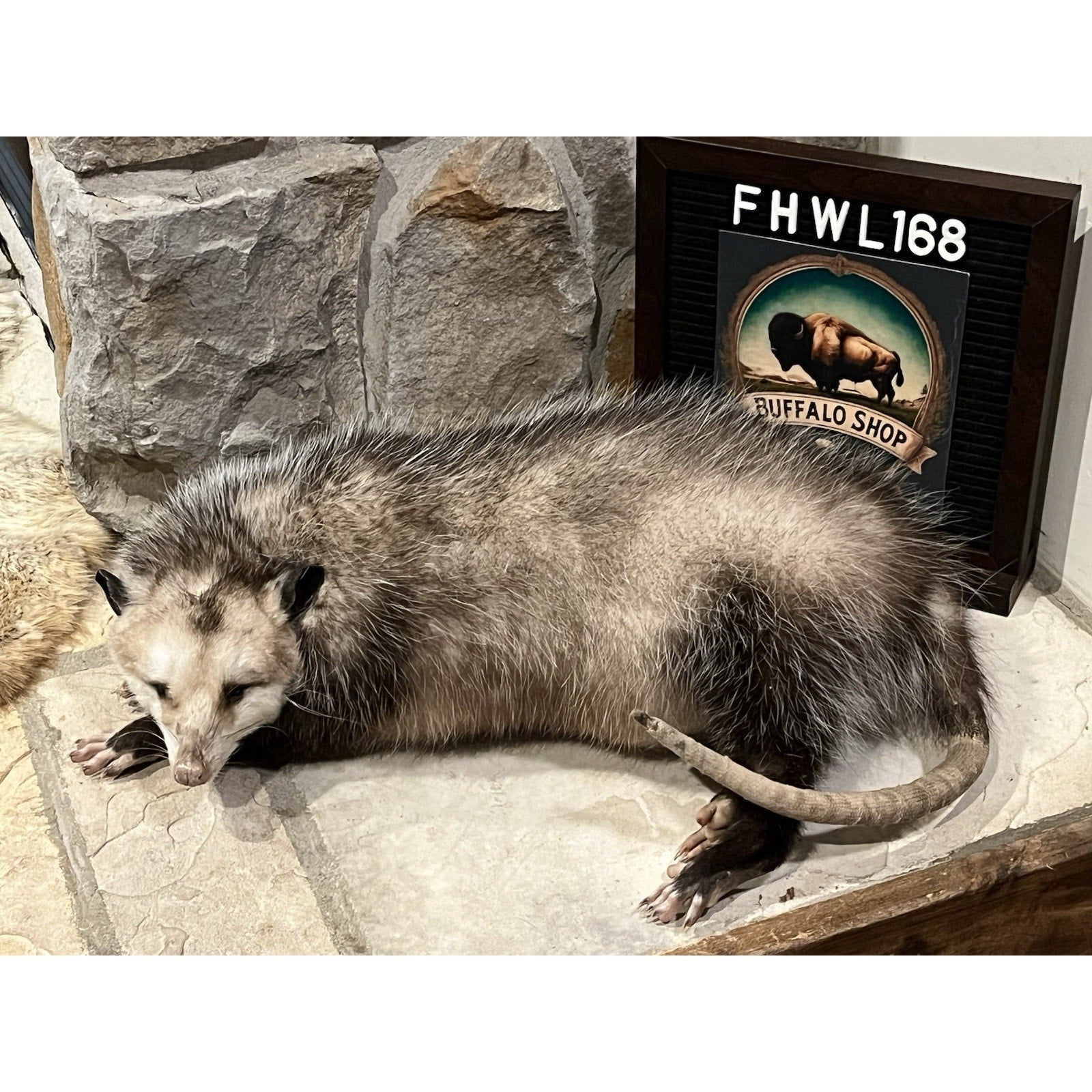 FHWL168 - Fat Opossum Taxidermy Full Body Mount