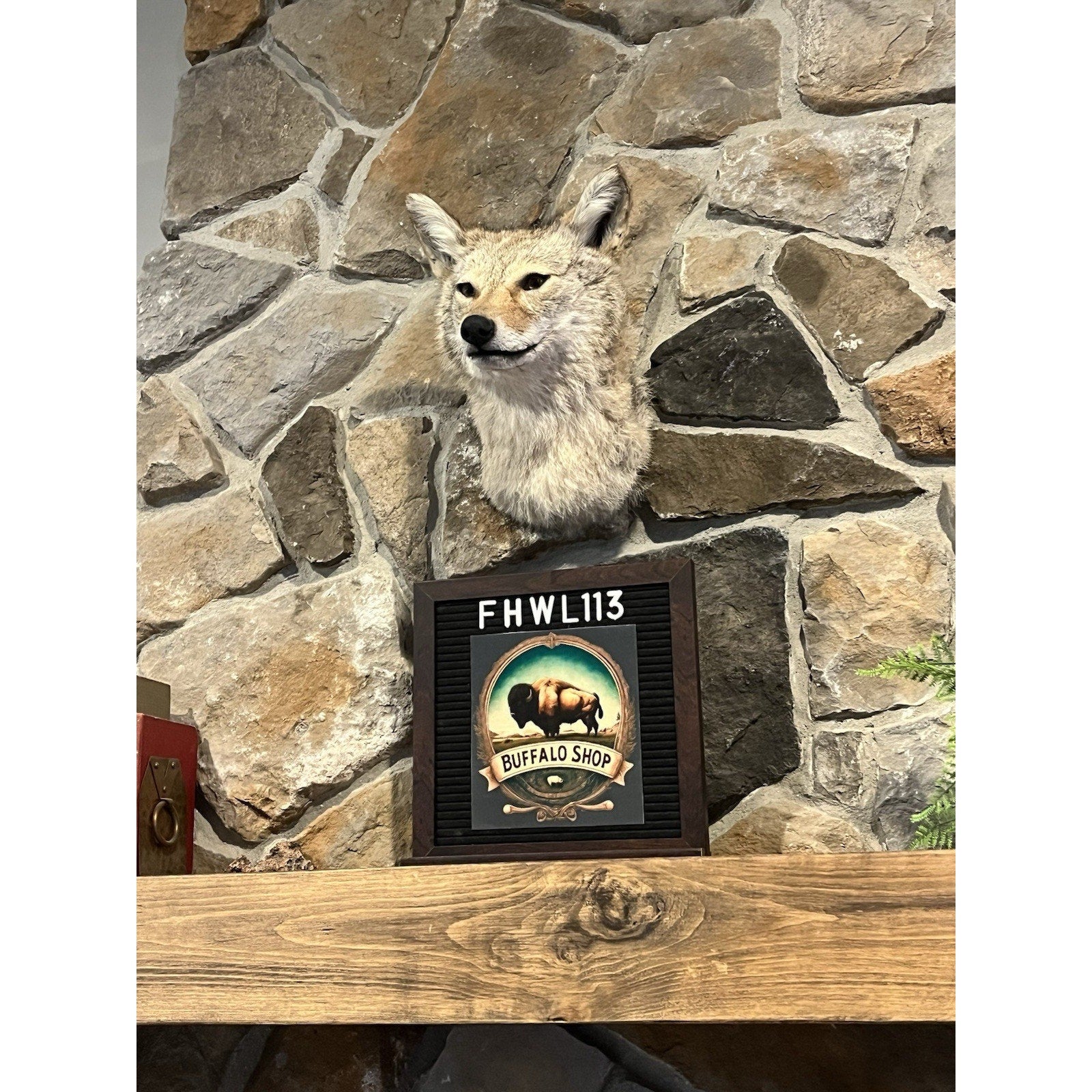 FHWL113- Coyote Shoulder Museum Quality mount Taxidermy