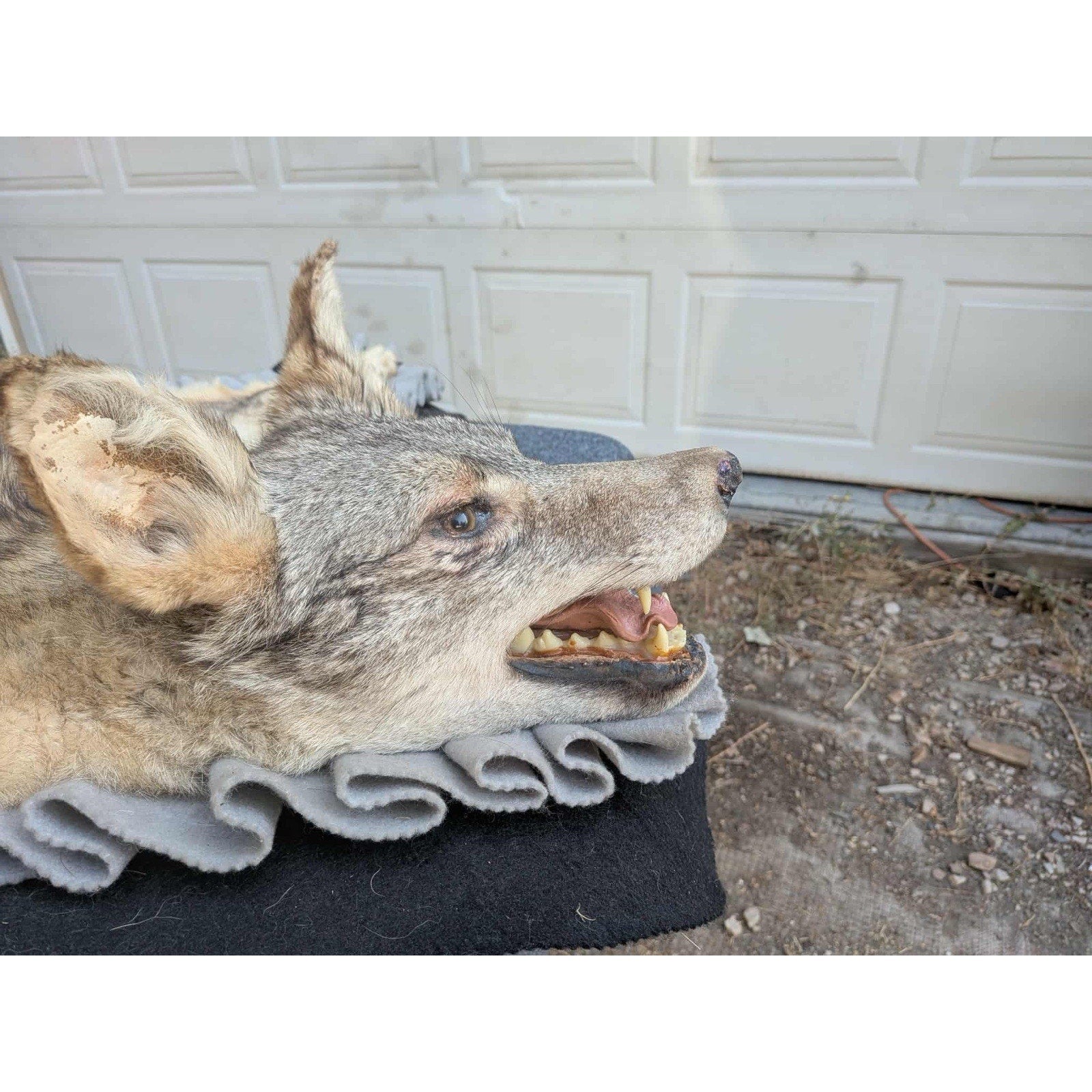 FHPAT122 - Vintage Coyote Rug or WALL Taxidermy Mount