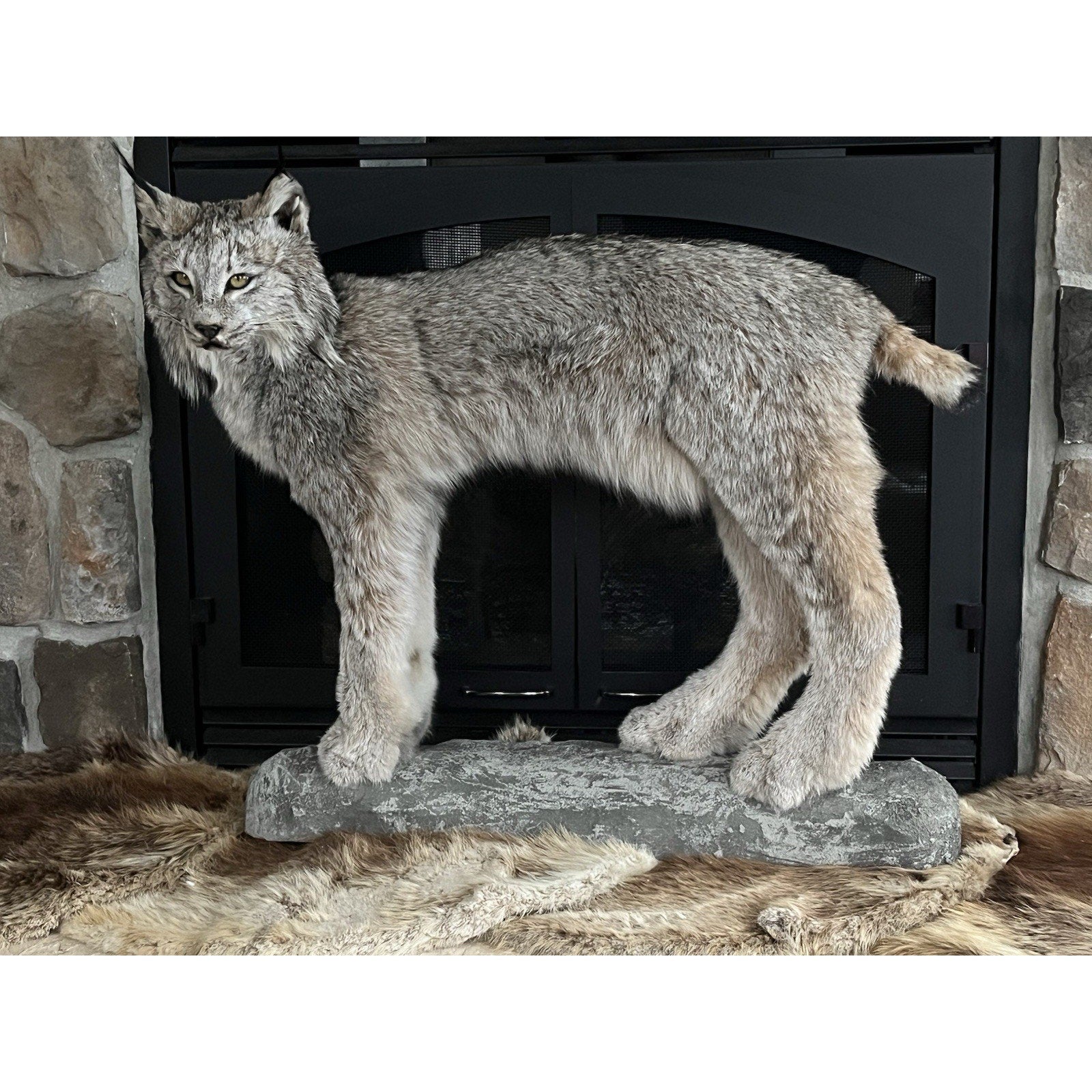 FHWL27 - Alaskan Lynx Taxidermy Full Body Mount Prime Fur