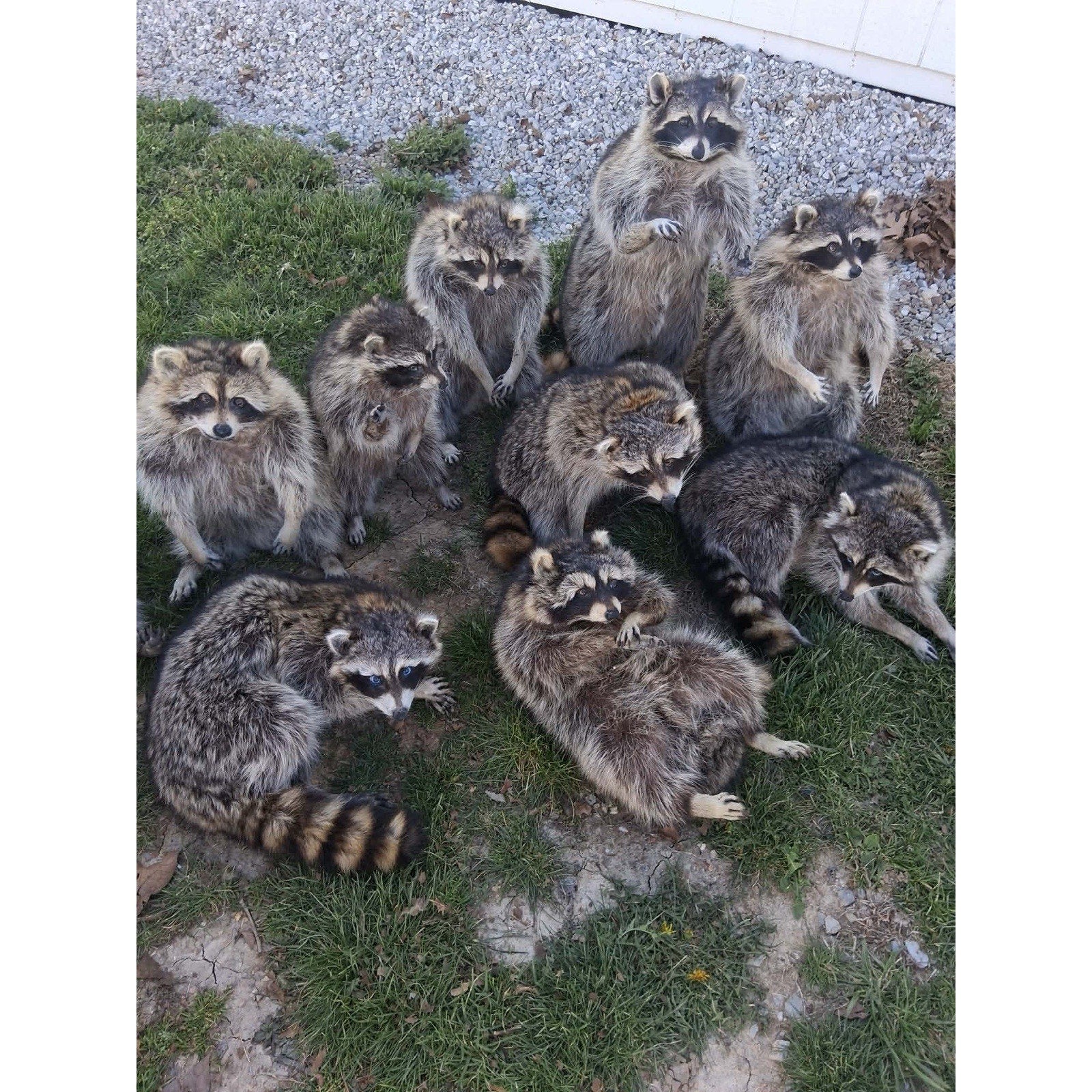 FHKIM279 - Raccoon Taxidermy Mount