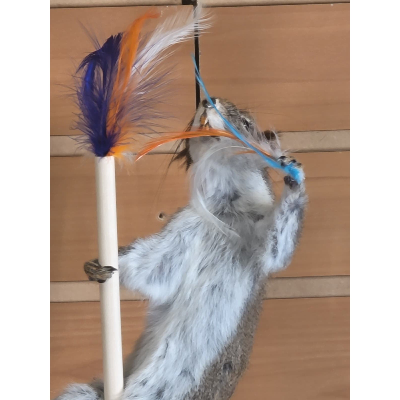 FHSQ314 - Stripping American Red Squirrel Taxidermy Mount