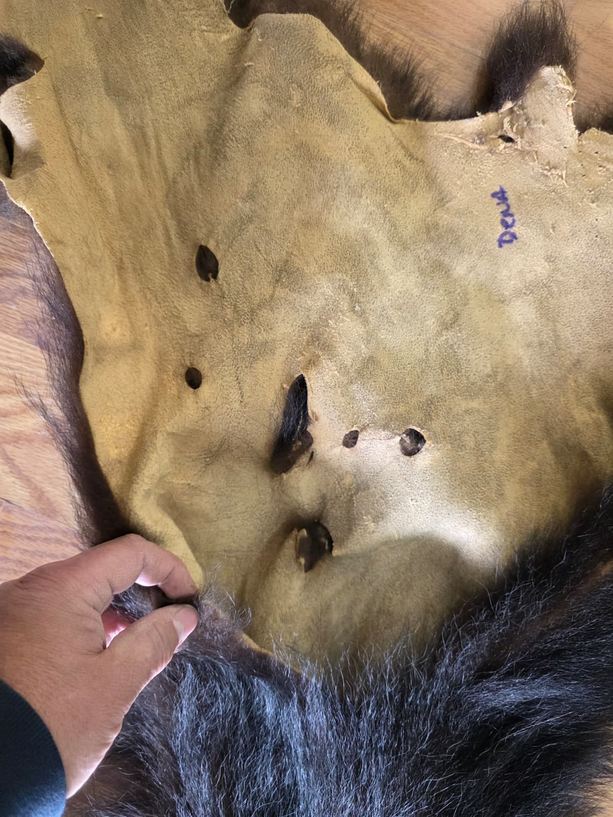 Fhcm105 - Bear Cub Hide Taxidermy – 45” Long Natural Display