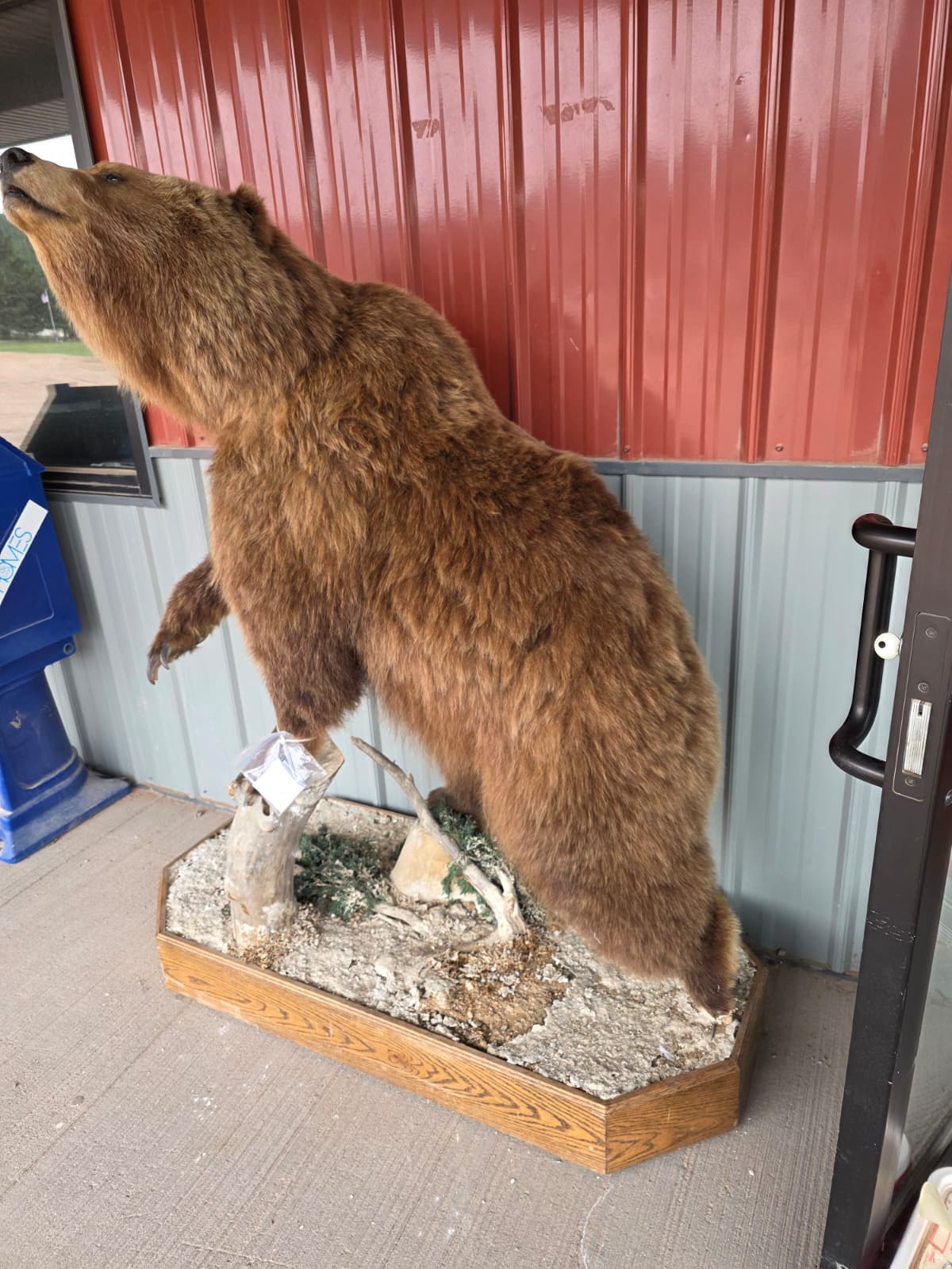 FHXBR2 - Grizzly Bear Taxidermy – Lifelike Wildlife Display