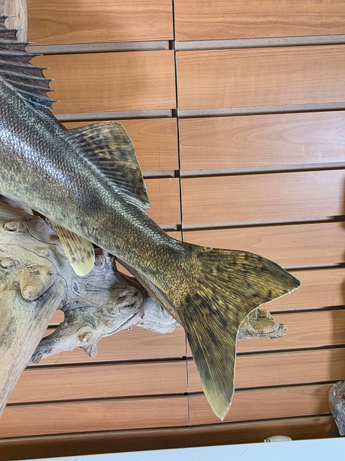 Jtv445 - 20" Walleye Taxidermy Mount – Table or Wall Display