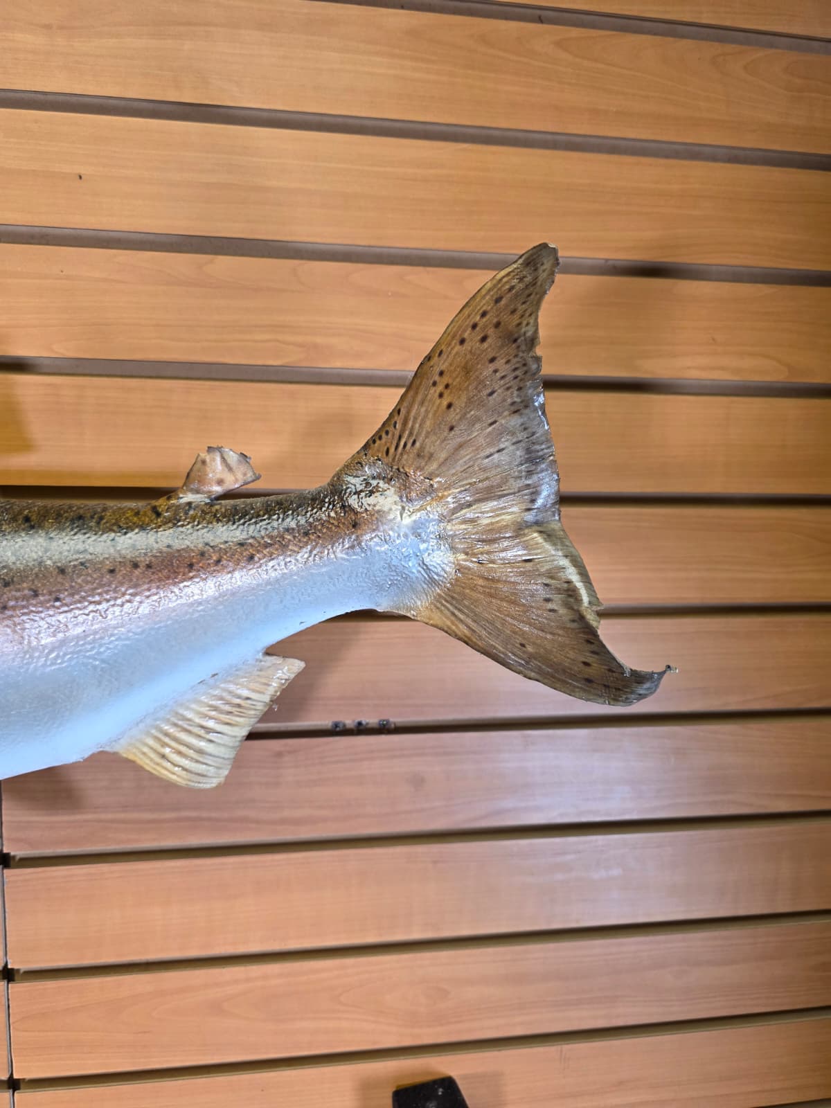 Jtv452 - 33" Trout Taxidermy Mount – Elegant Freshwater Display