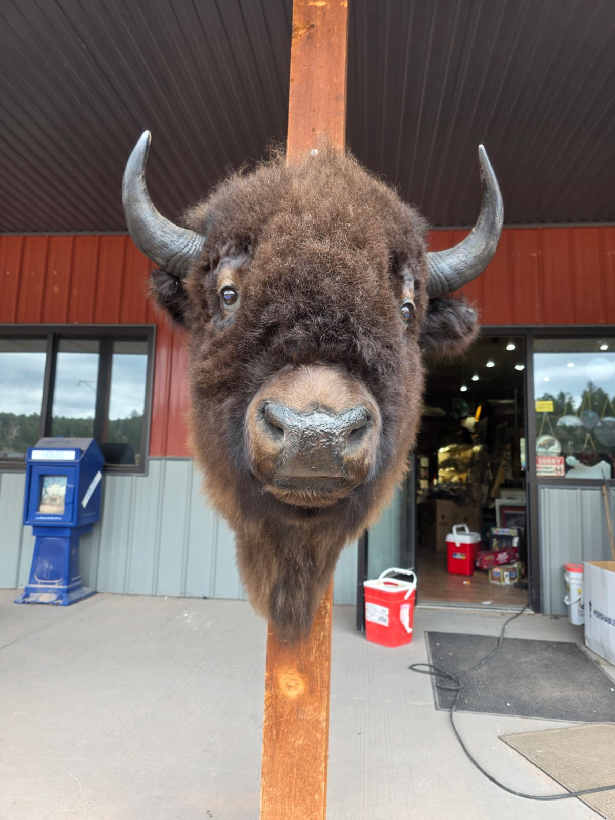 FHAUBF1 - North American Buffalo / Bison Shoulder Mount Taxidermy