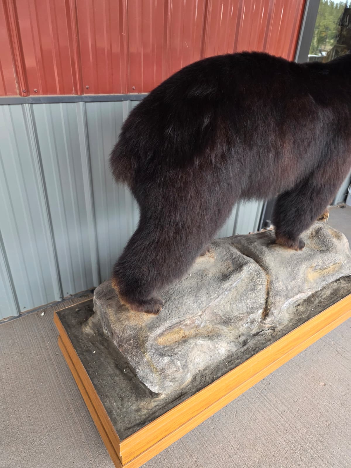 FHXBR1 - Black Bear Taxidermy – Lifelike Wildlife Display