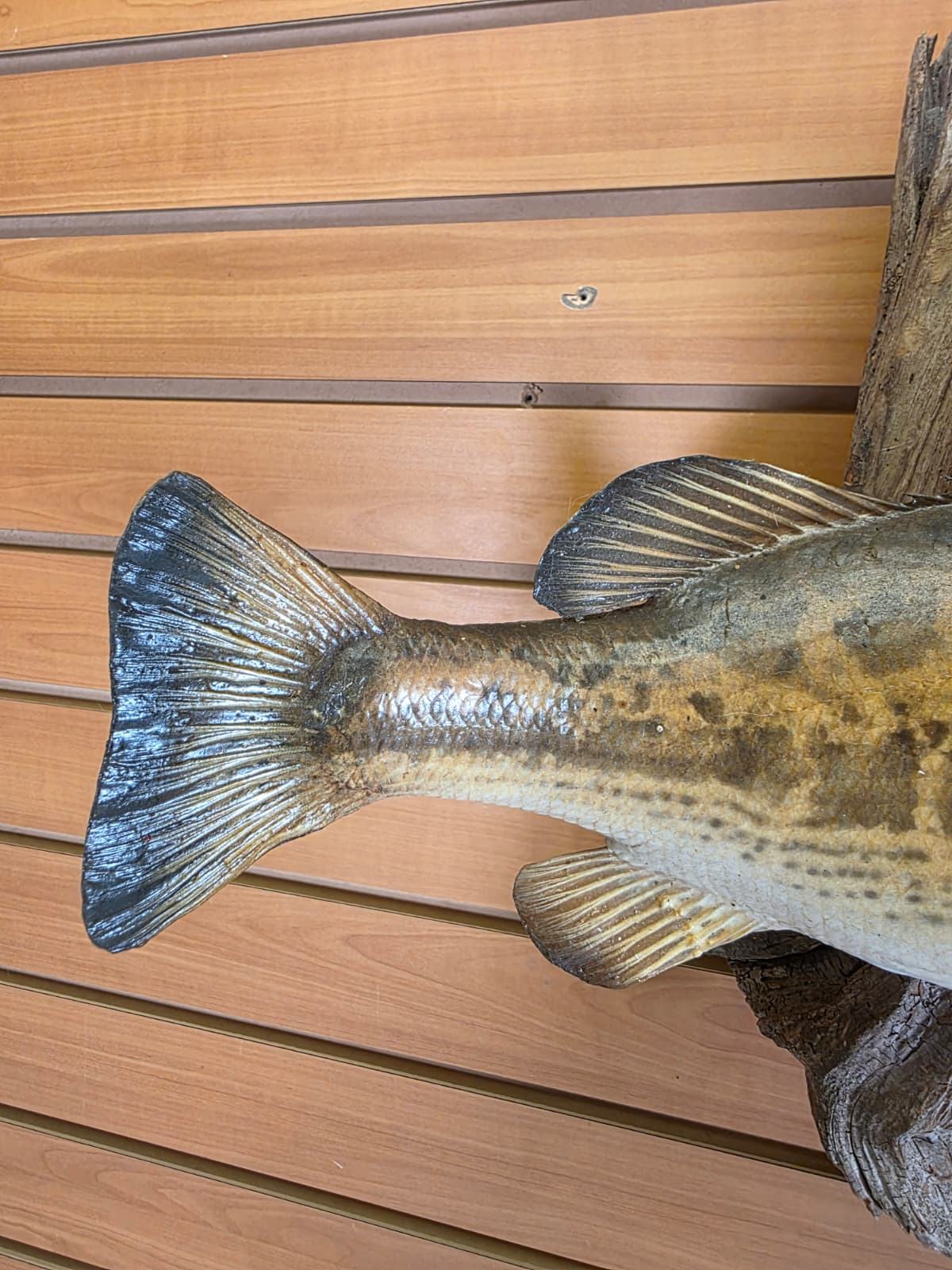 Jtv442 - 17" Smallmouth Bass Taxidermy Mount – Classic Freshwater Display