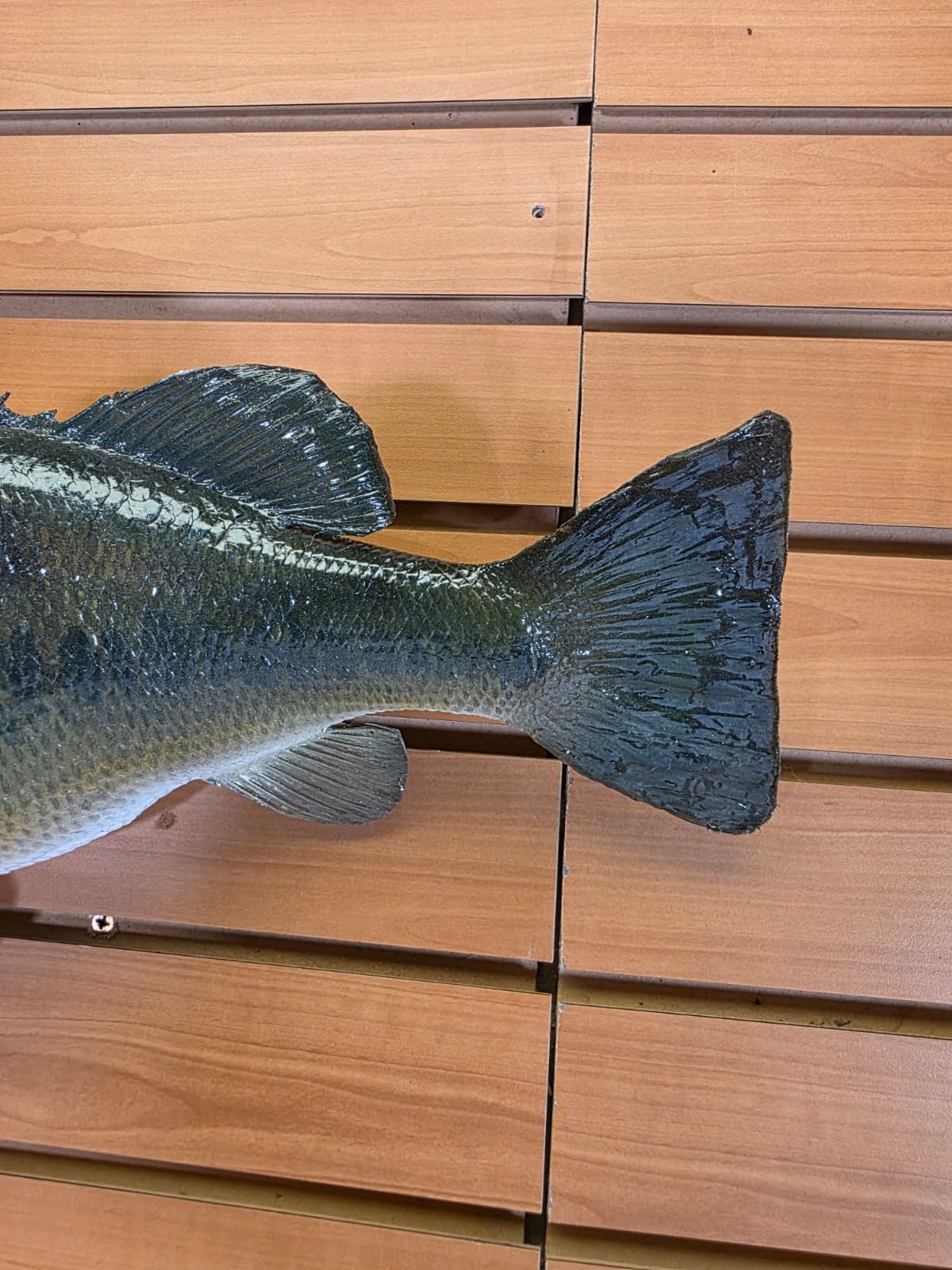 Jtv455 - 18" Largemouth Bass Taxidermy Mount – Classic Freshwater Display