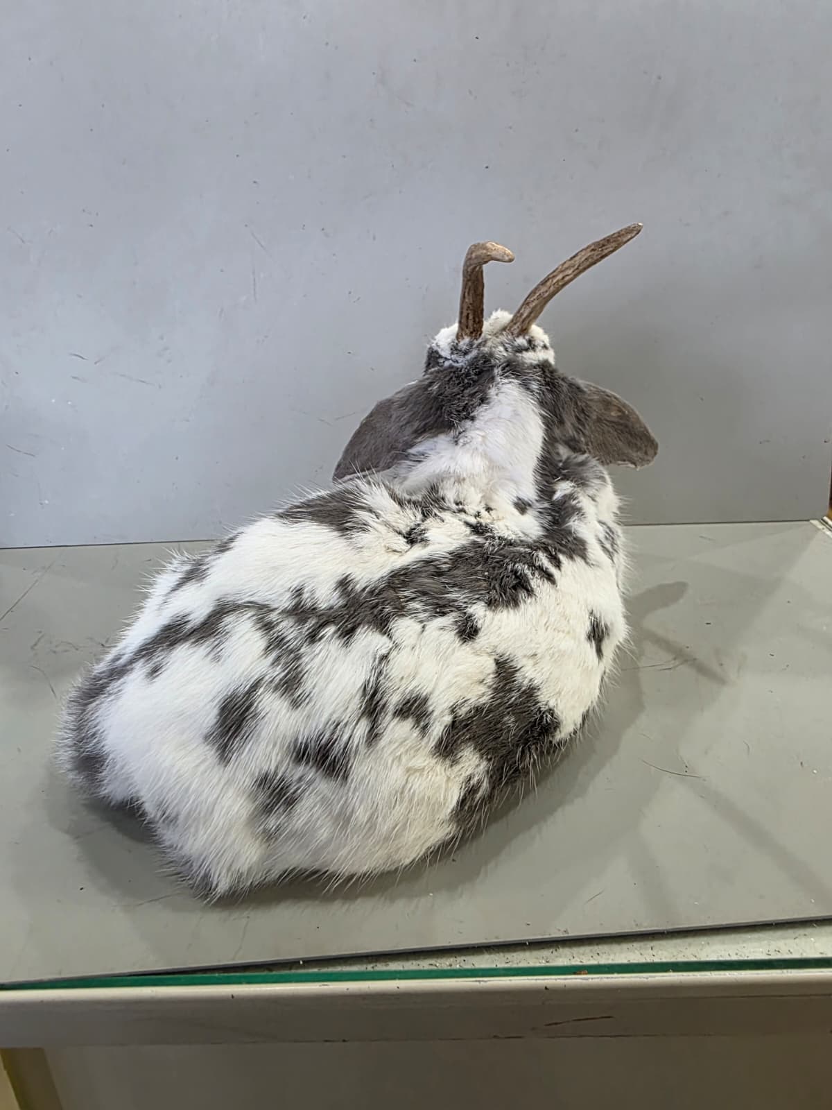 Fhcm97 - Full Body Jackalope Taxidermy Whimsical Display