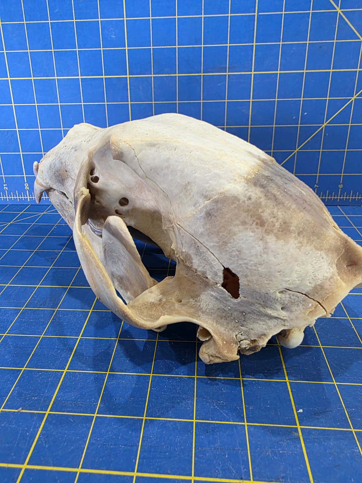 Jtv437 - Bear Skull Taxidermy – 10½” Long Display