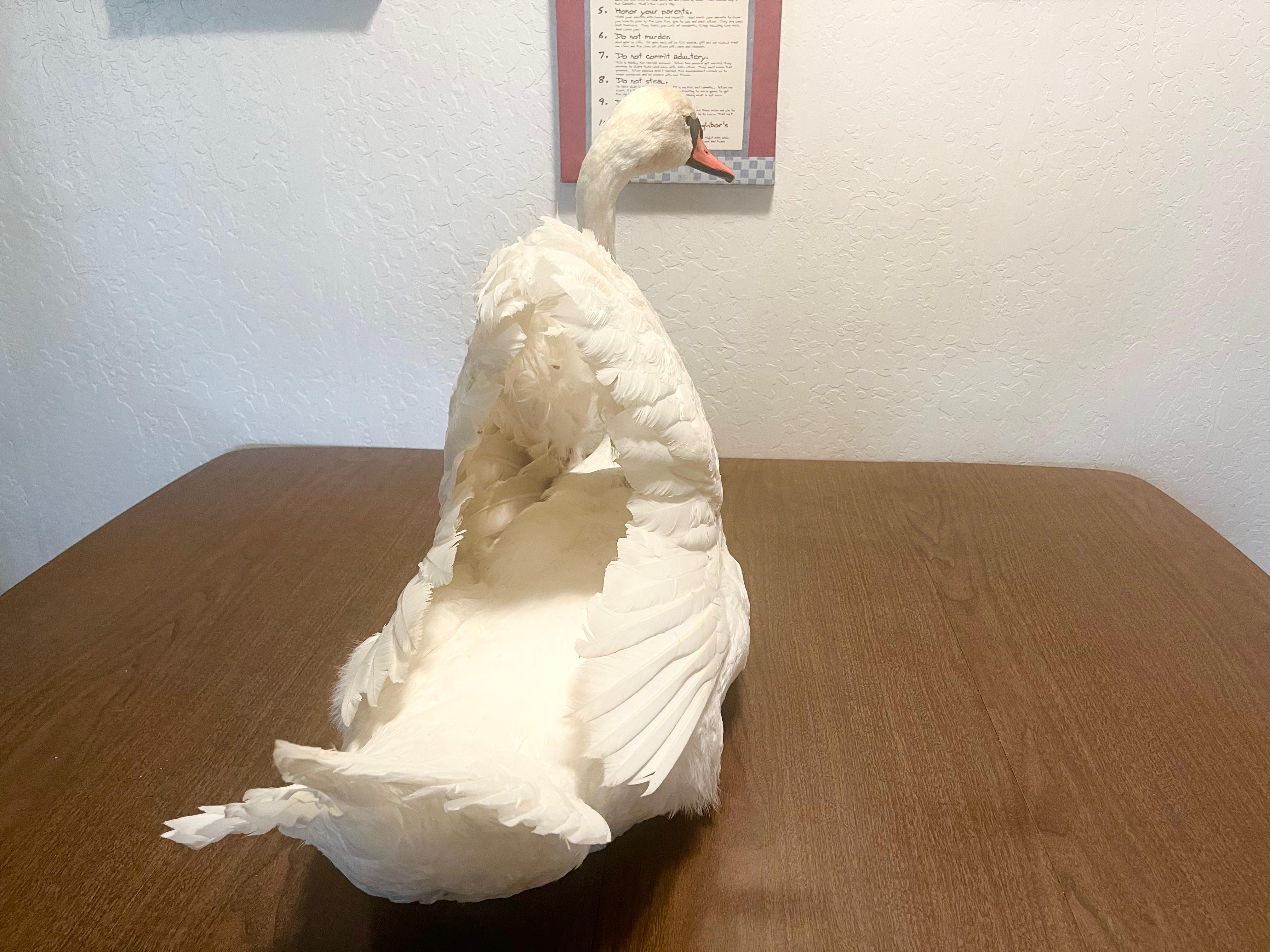 FHJOSWI - Mute Swan Pair Taxidermy – Museum Quality Display