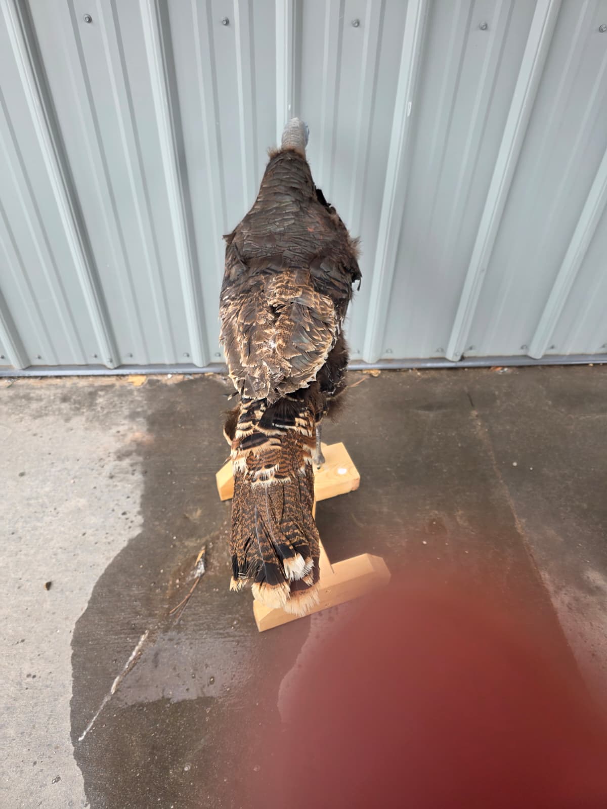 Jtv414 - Full Mount Turkey Hen Decoy – Realistic Taxidermy Display
