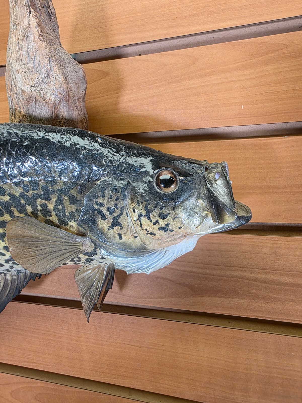 Jtv433 - 13" Crappie Taxidermy Mount – Lifelike Freshwater Display
