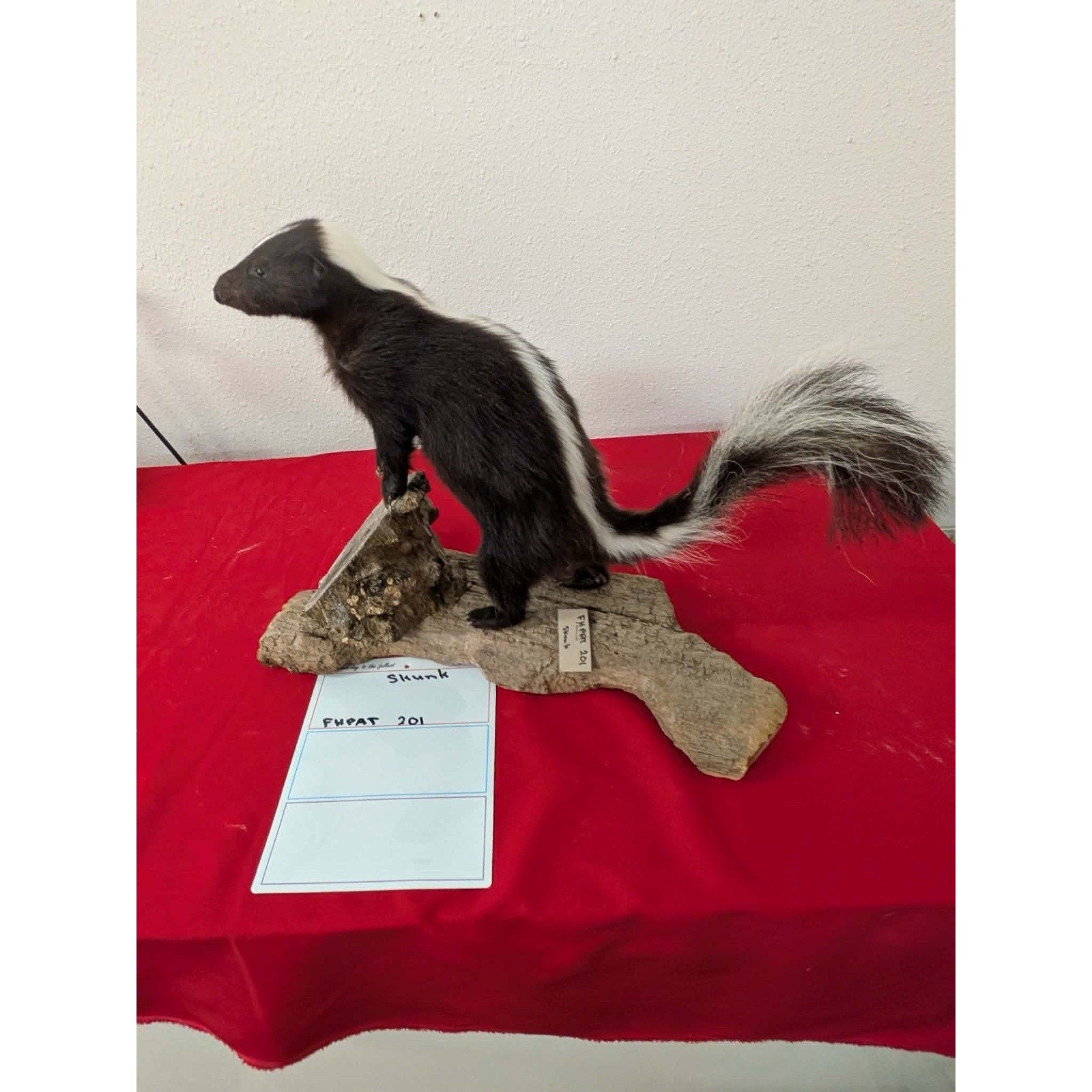 FHPAT201 - Skunk Taxidermy Mount – Classic Wildlife Display
