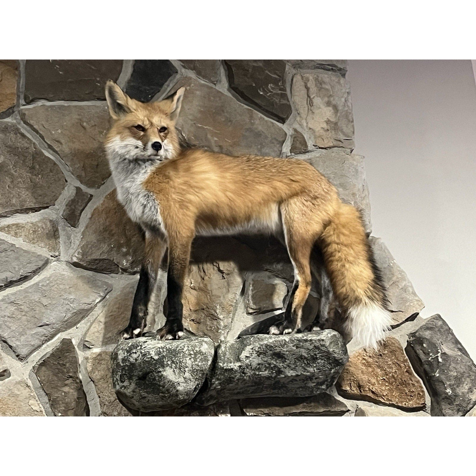 FHWL20 - Museum Quality Red Fox Taxidermy mount