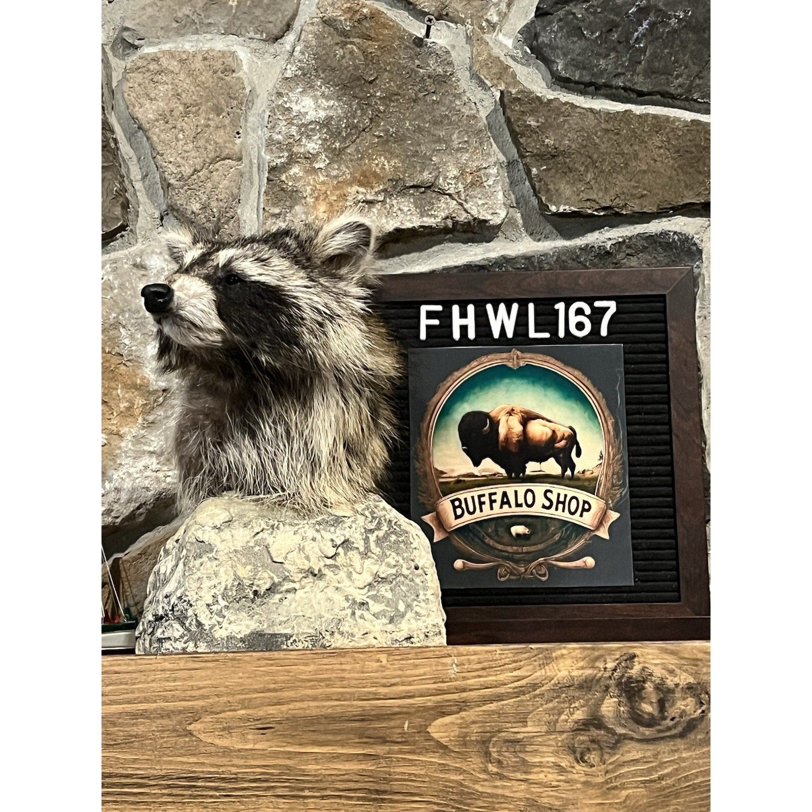 FHWL167 -premium Raccoon Pedestal Taxidermy Mount