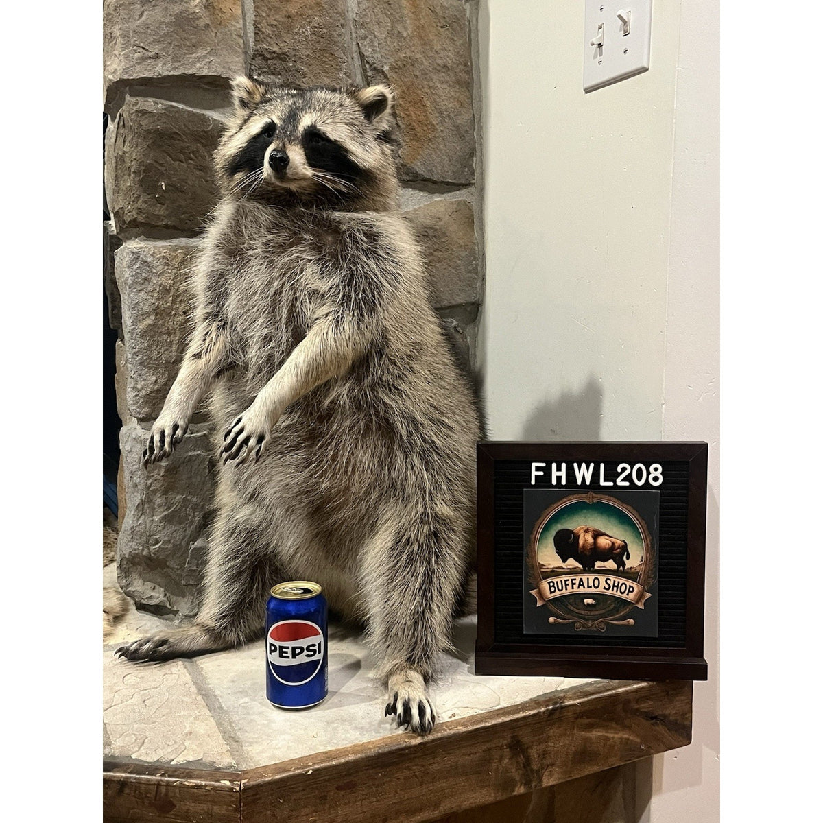 FHWL208 -premium Fat Raccoon Taxidermy Mount