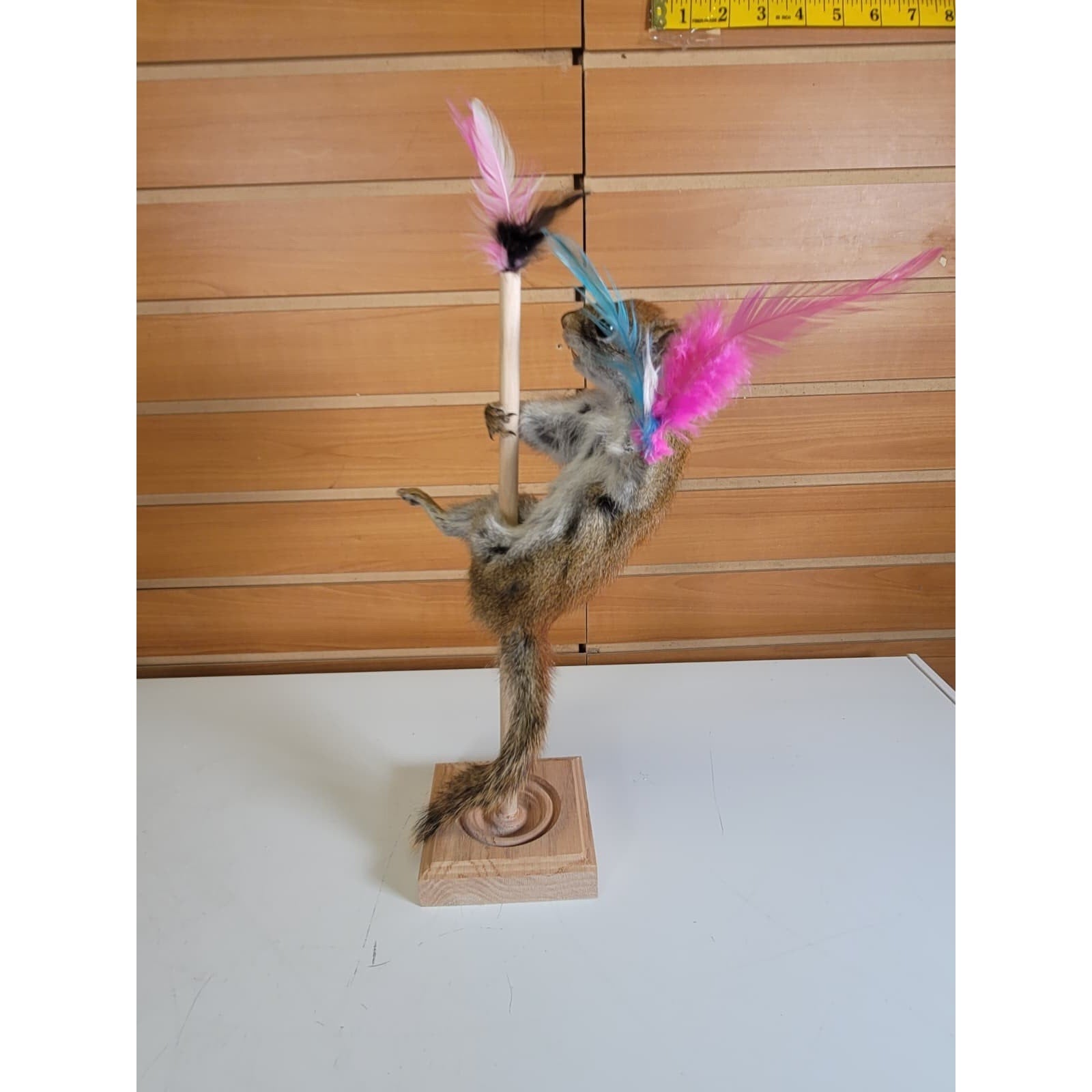 FHSQ307 - Stripping American Red Squirrel Taxidermy Mount