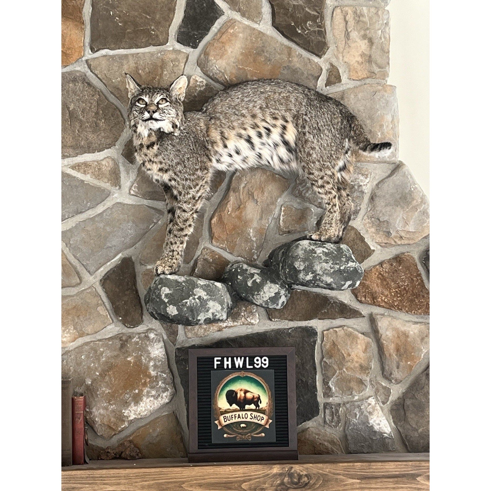 FHWL99 - Bobcat Taxidermy Full Body Mount