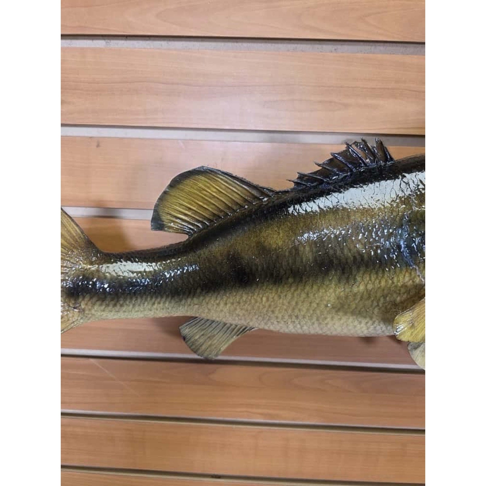 JTV213 - Real Skin Bass Fish Taxidermy Mount 21”