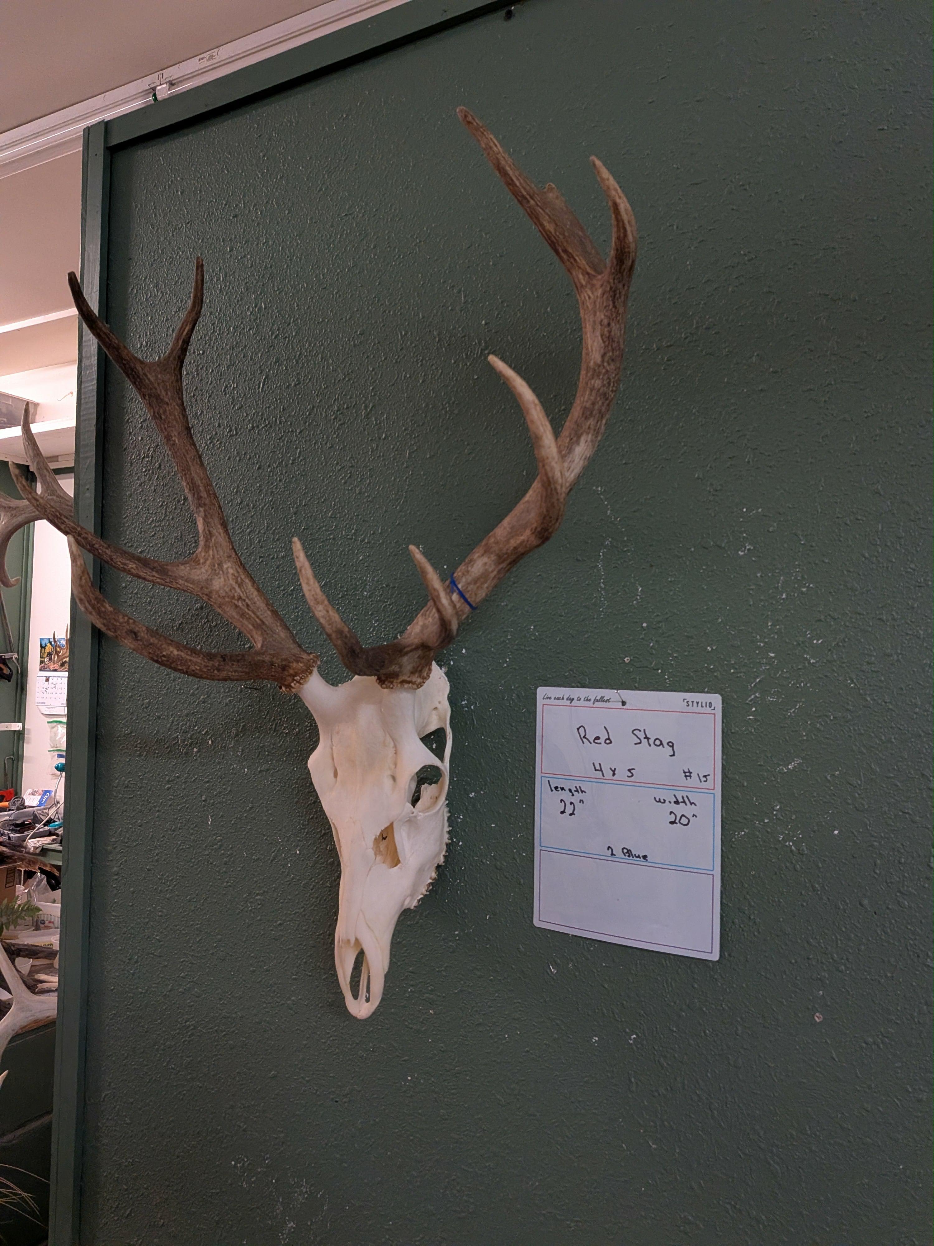 FHSUZ12 - Red Stag Skull For Sale Taxidermy Mount