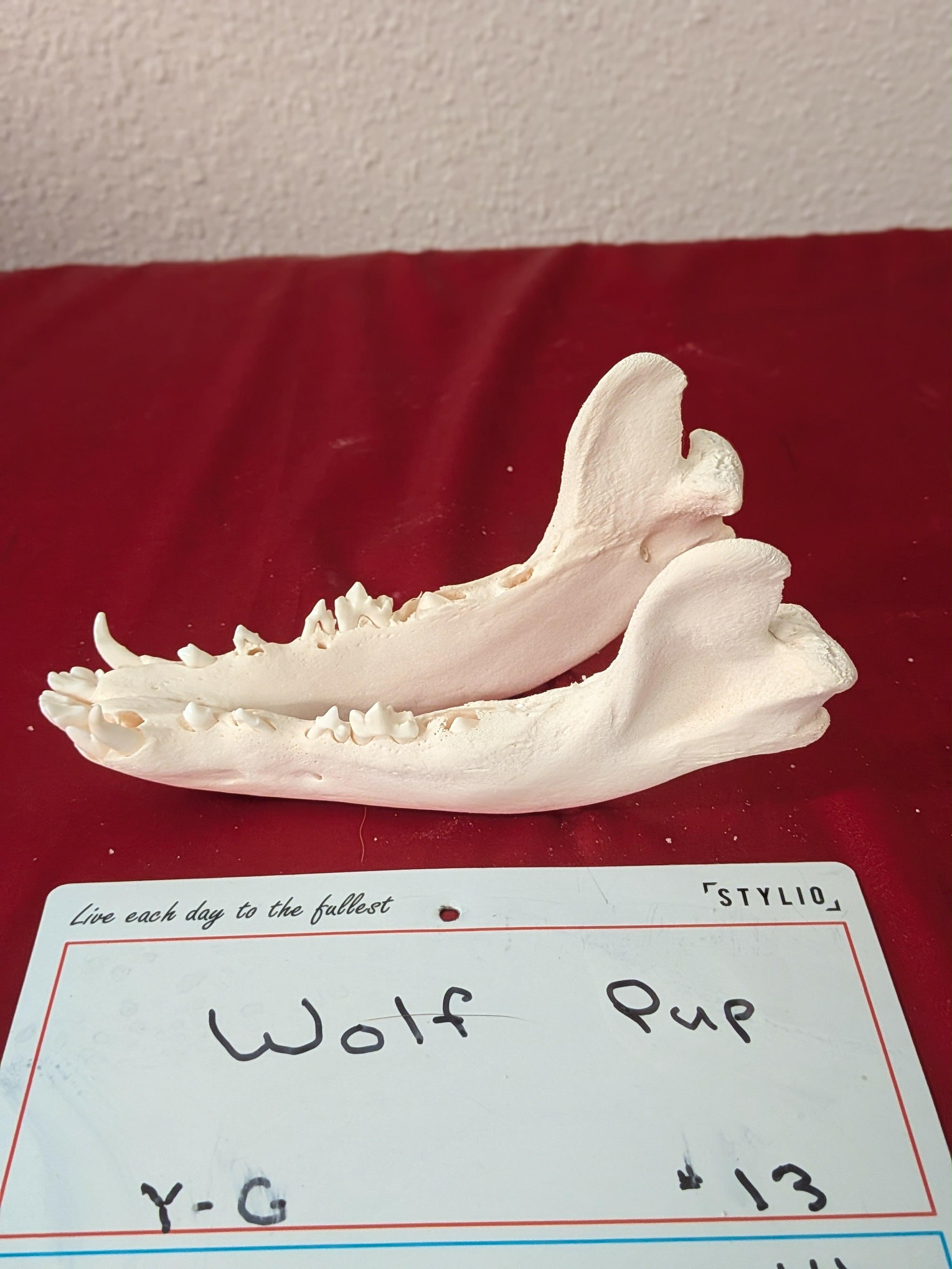 FHSUZW13 - Wolf Pup Skull Perfect Teeth