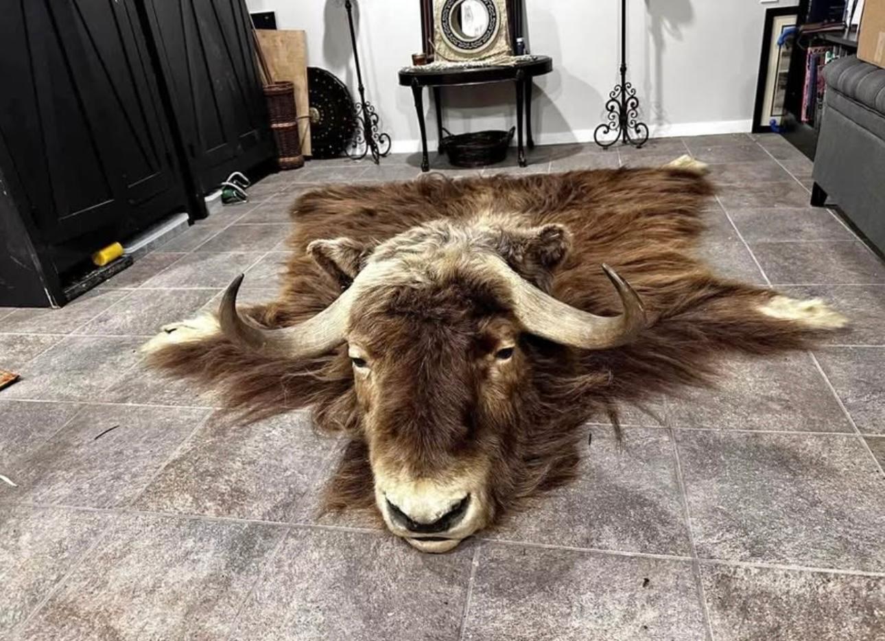 FHSUZ28 - Muskox Rug With Mounted Taxidermy Head