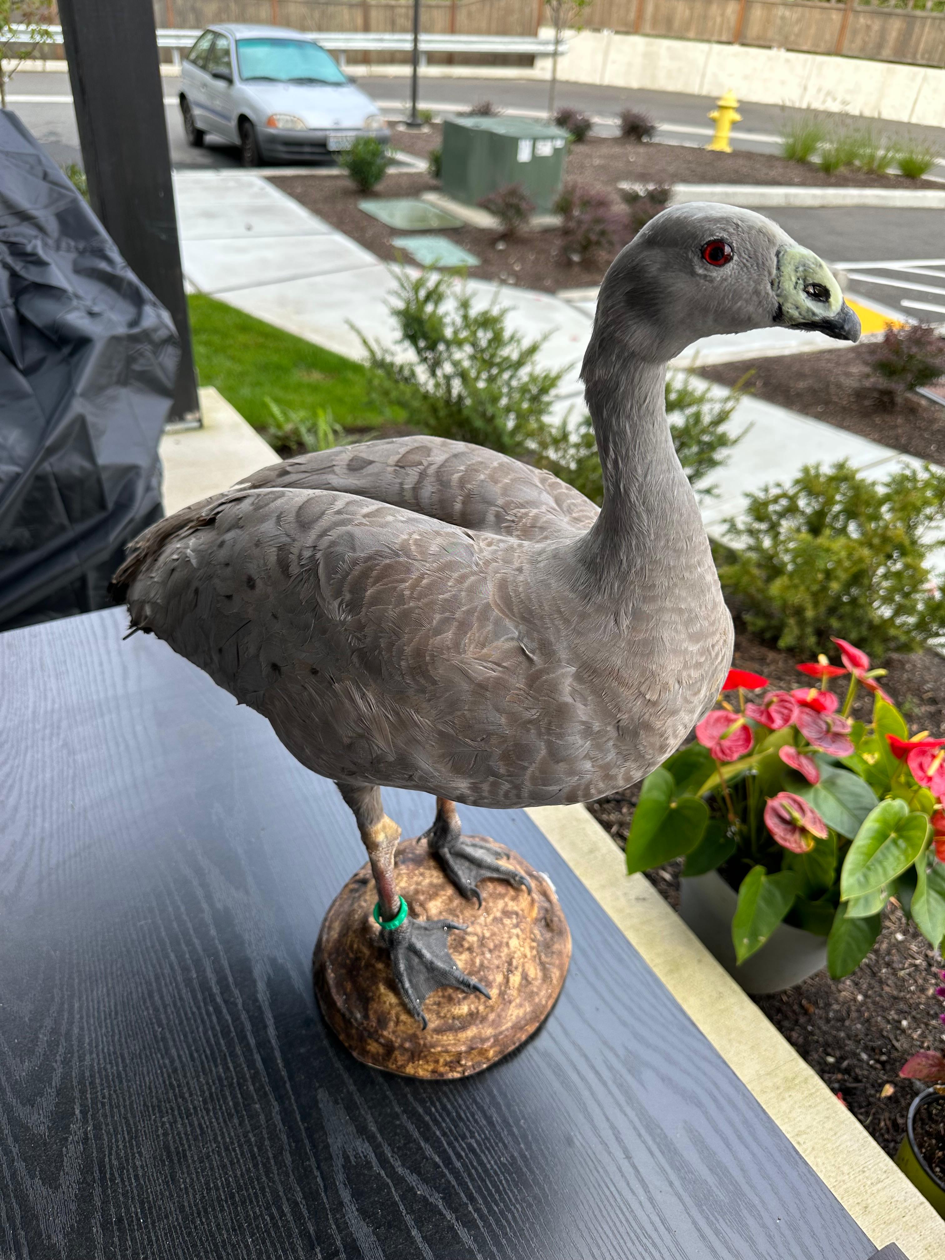 FHSUZ24 -Blue Morph Snow Goose Taxidermy – Anser caerulescens