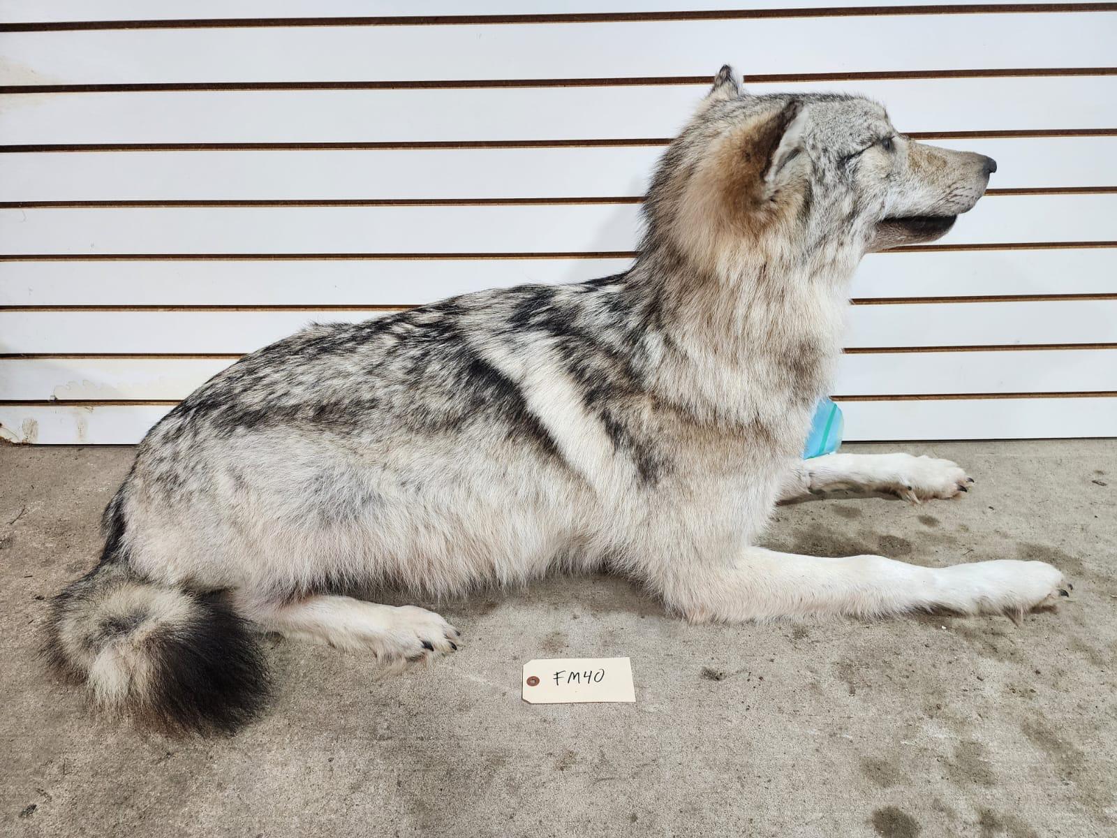 FHSUZ25 - Alaskan Wolf Taxidermy Mount